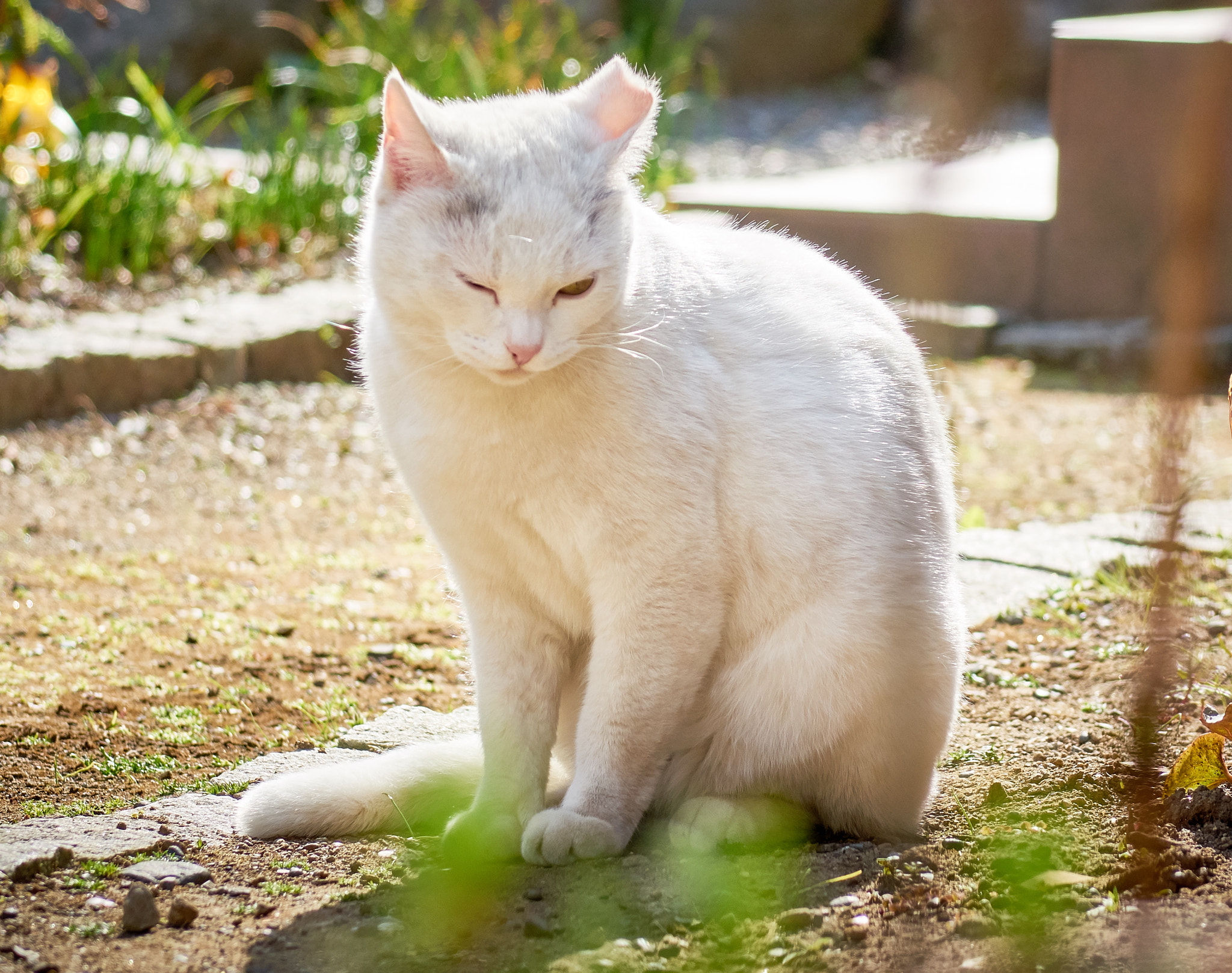 Sony Cyber-shot DSC-RX10 sample photo. Cat with back light photography