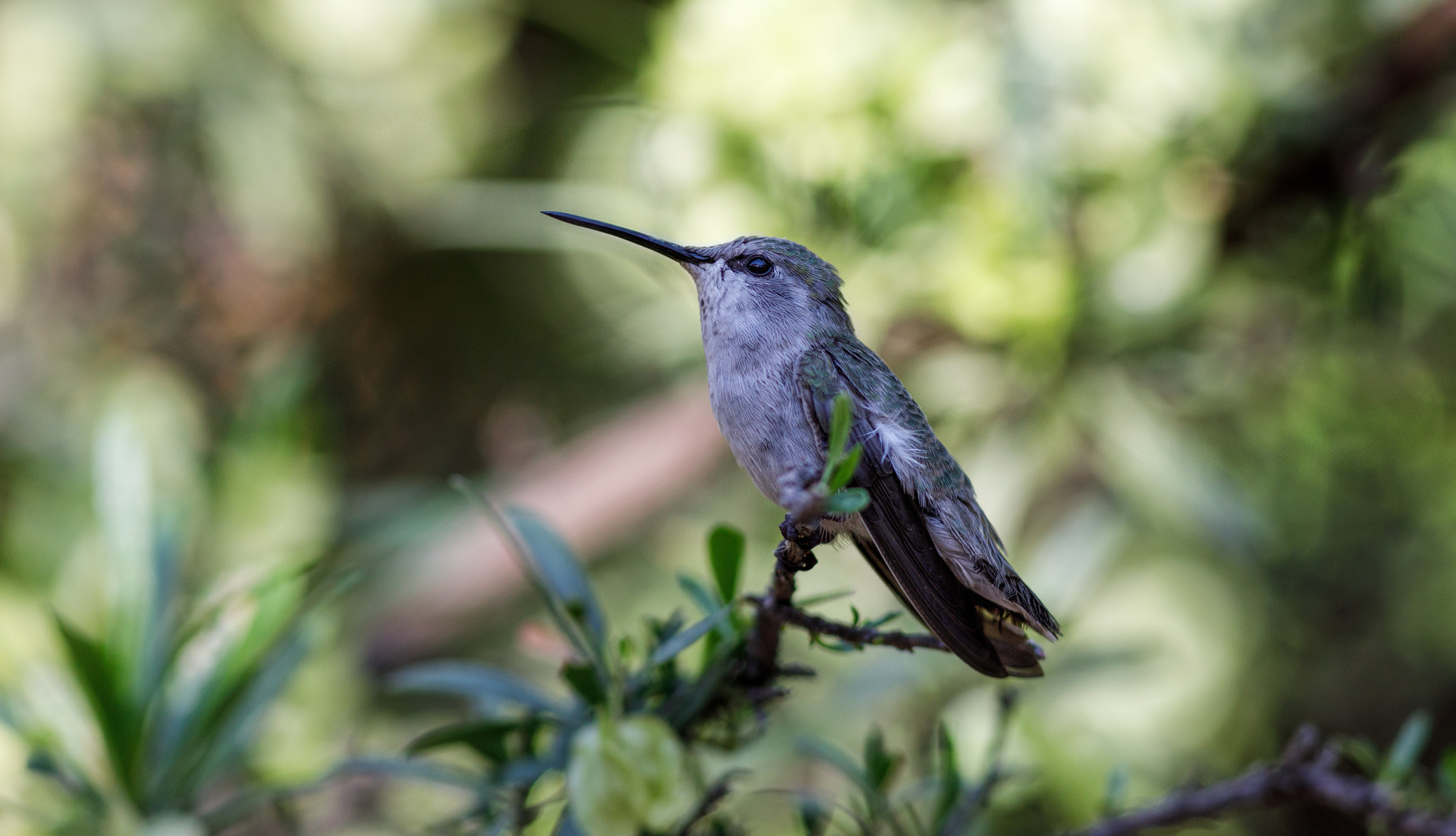 Canon EF 300mm F4L IS USM sample photo. Female hummingbird photography