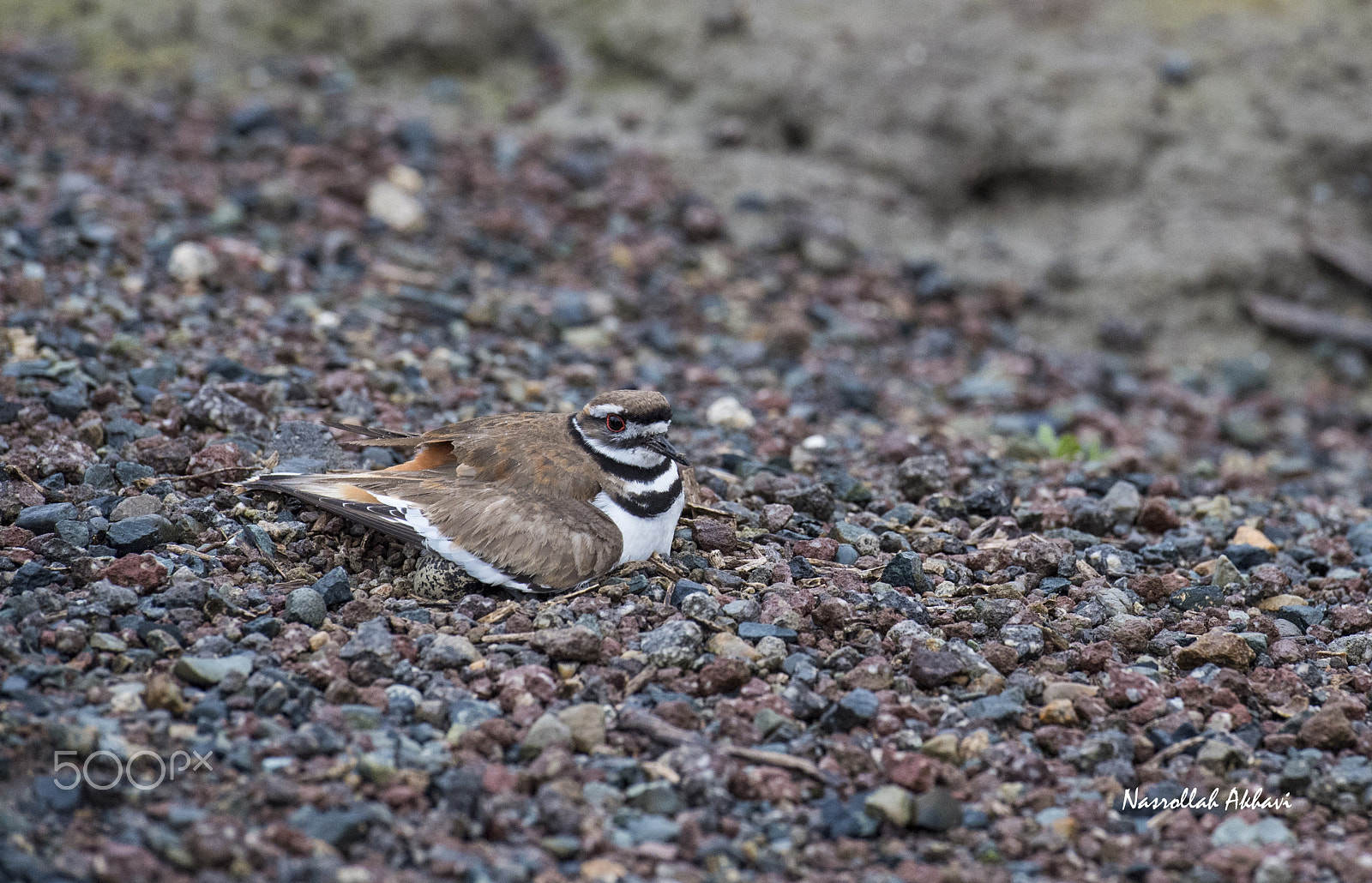 Nikon D5 + Nikon AF-S Nikkor 70-200mm F2.8G ED VR II sample photo. Killdeer photography