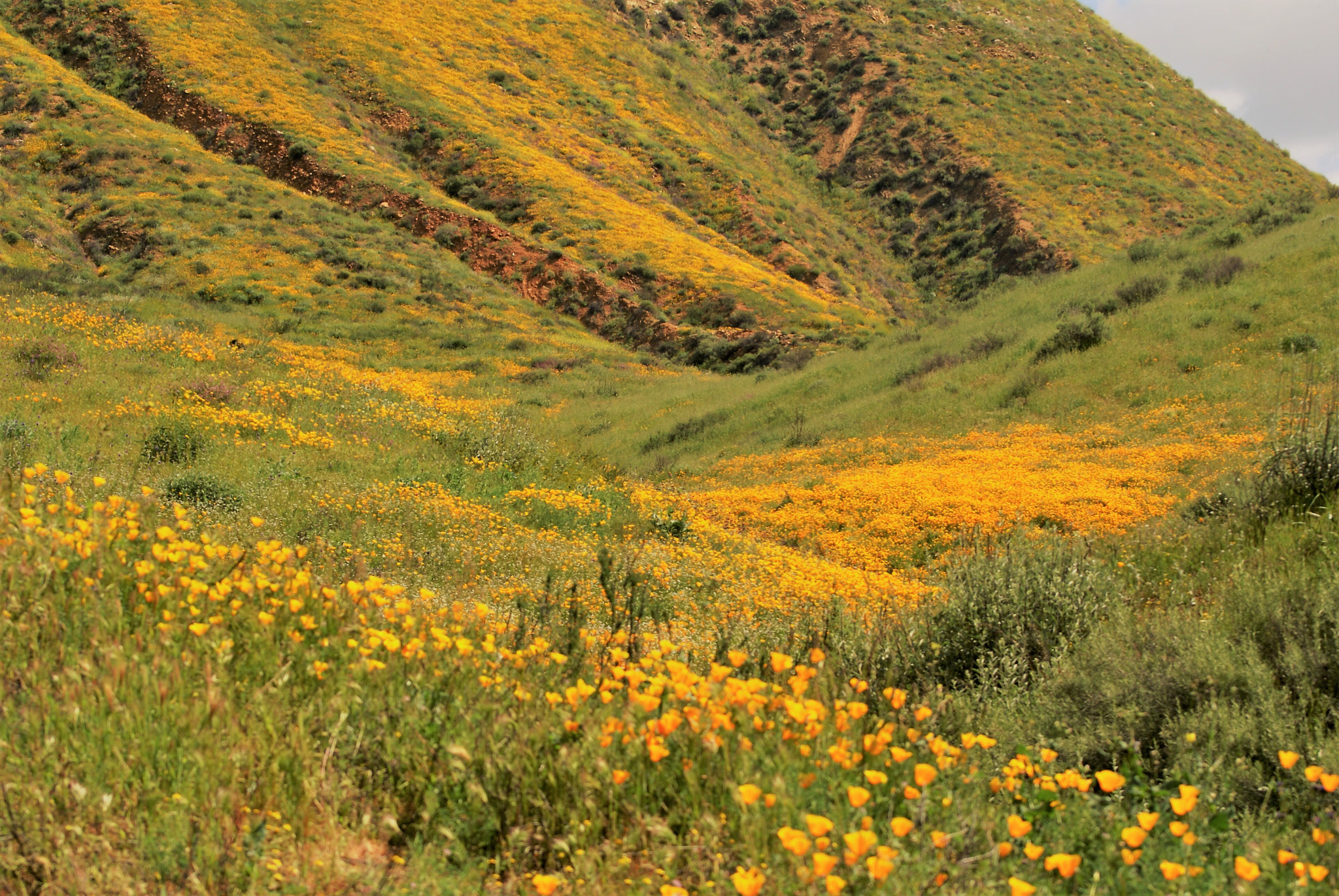 Sony 75-300mm F4.5-5.6 sample photo. Colors in sring time, walker canyon photography