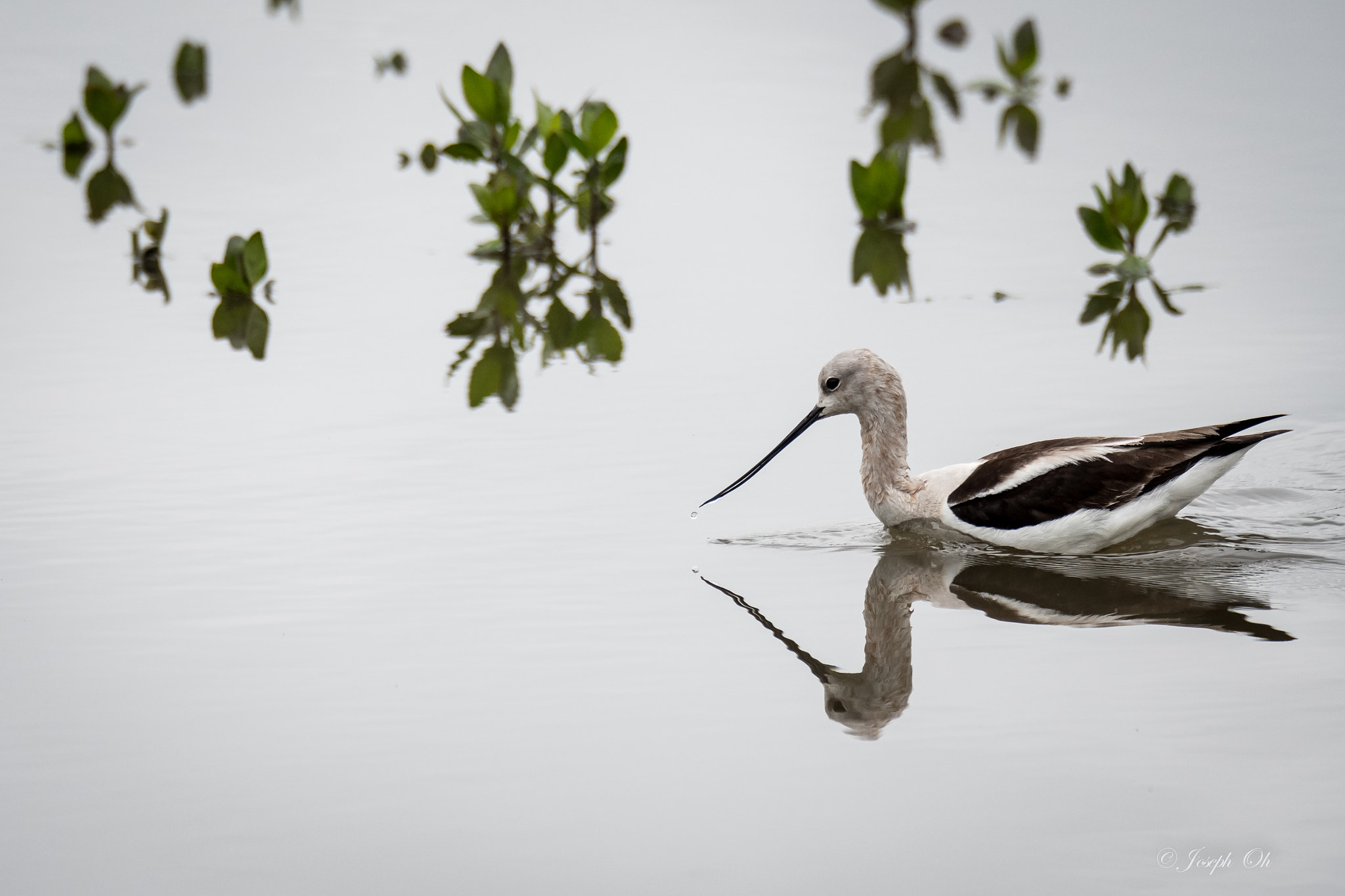 Sigma 150-600mm F5-6.3 DG OS HSM | S sample photo. March photography