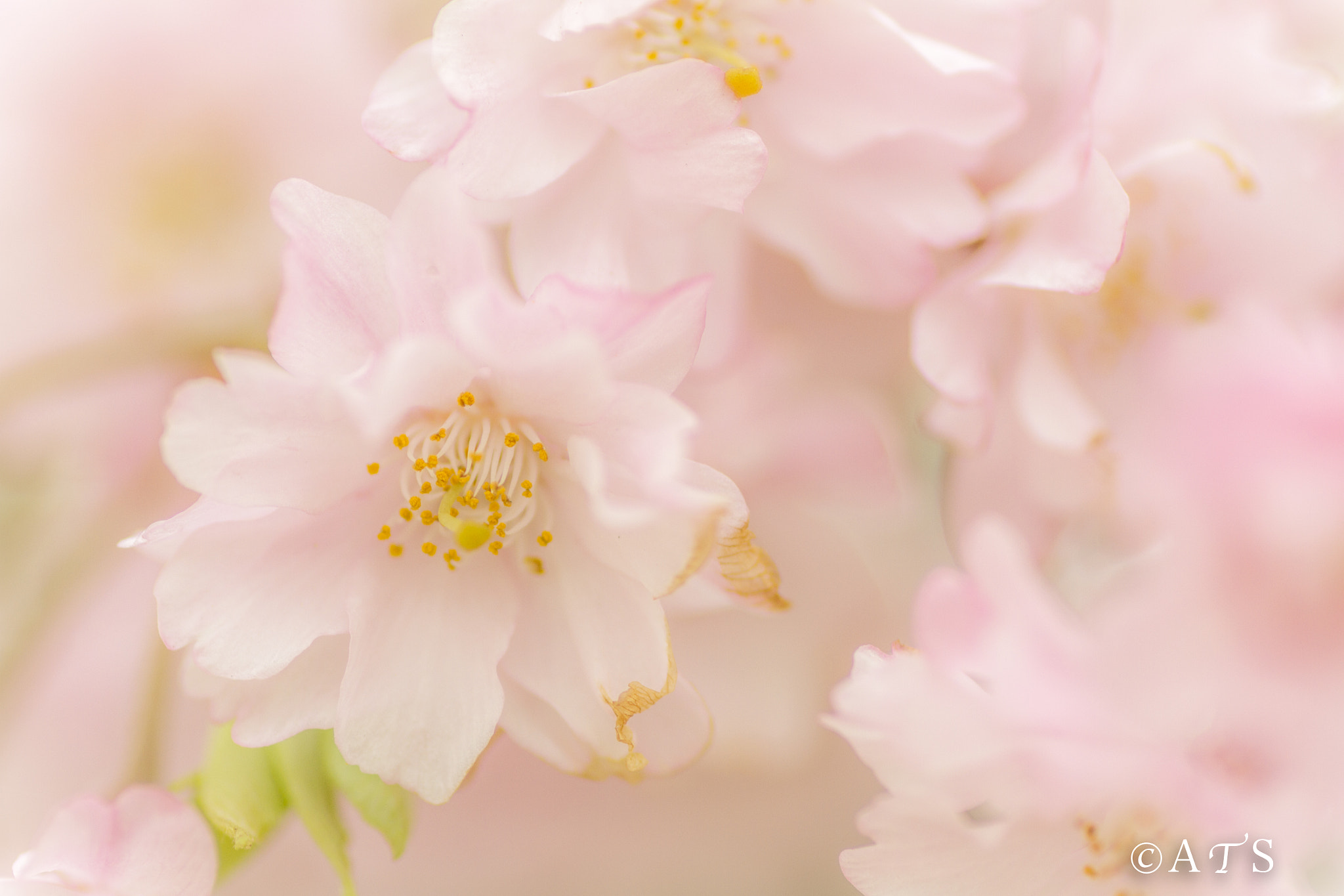 Canon EOS 7D + Tamron SP AF 90mm F2.8 Di Macro sample photo. Cherry blossoms photography