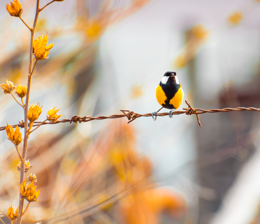 Nikon D3300 + Sigma 70-300mm F4-5.6 APO DG Macro sample photo. Spring photography