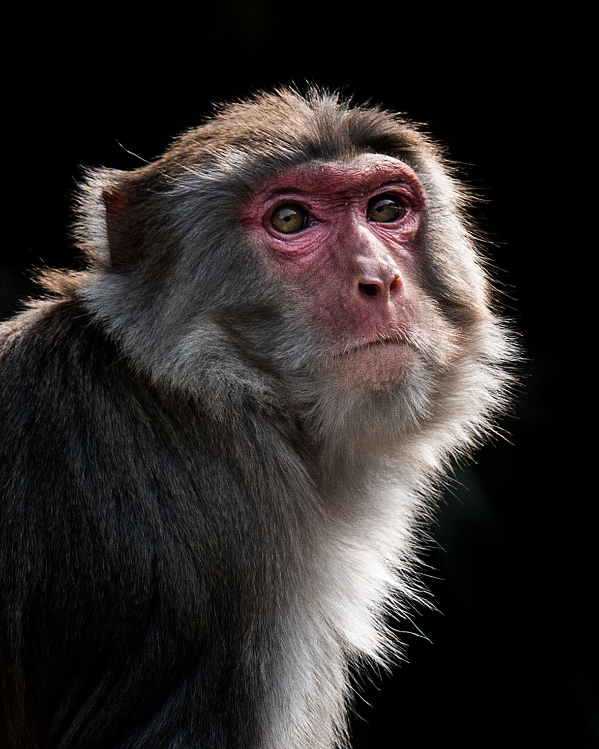 Nikon D500 sample photo. Monkey king photography