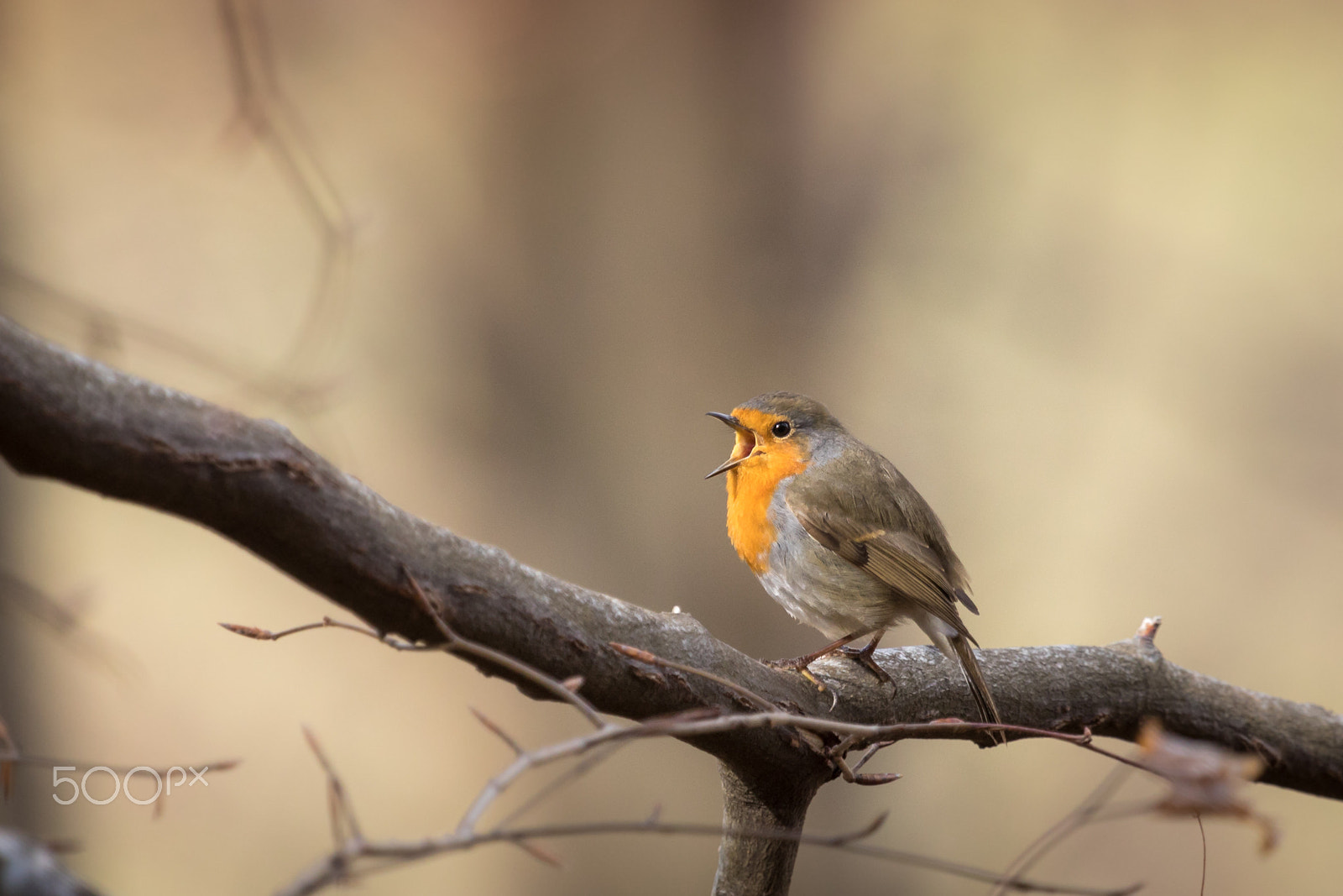 Canon EF 100-400mm F4.5-5.6L IS USM sample photo. European robin photography