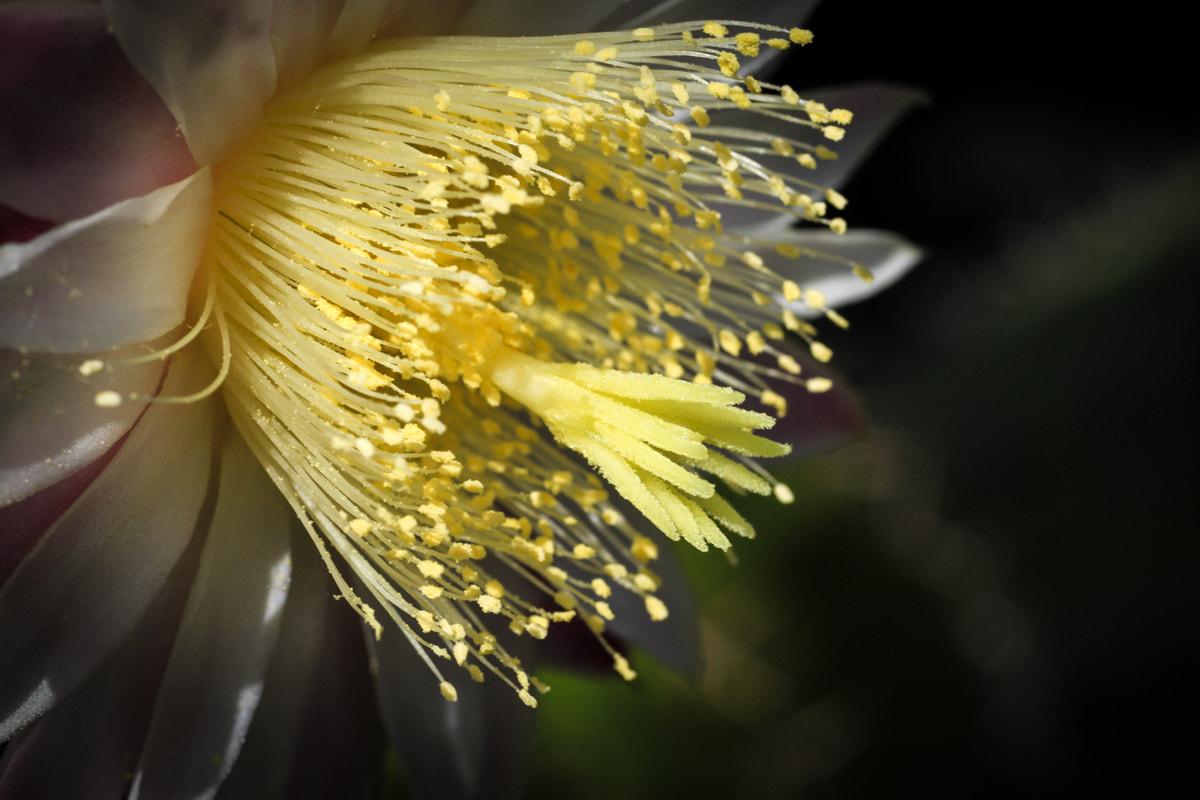 Sigma 50mm f/1.4 EX DG HSM + 1.4x sample photo. Spring beauty photography