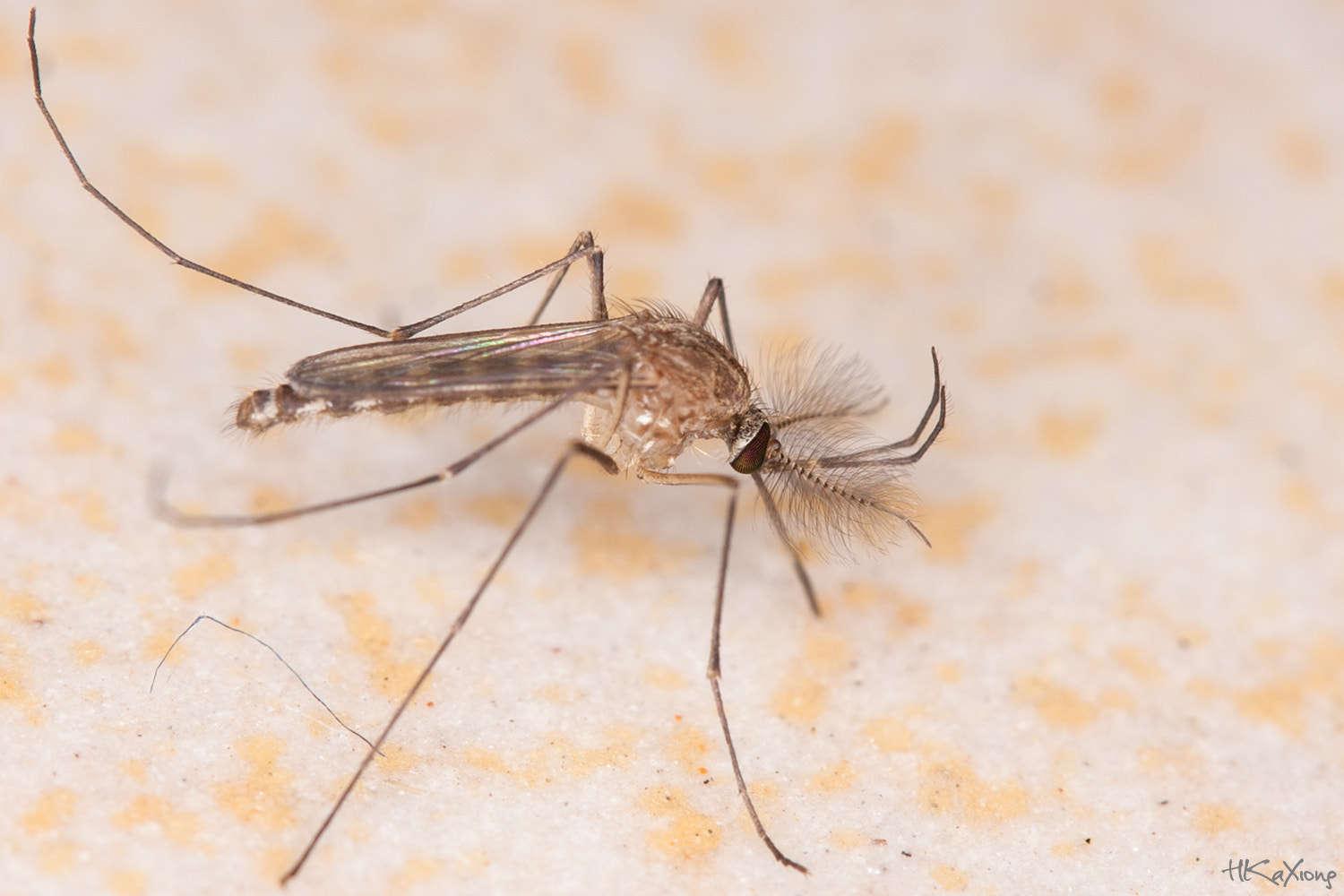 Canon EF-S 60mm F2.8 Macro USM sample photo. Mosquito 2 photography