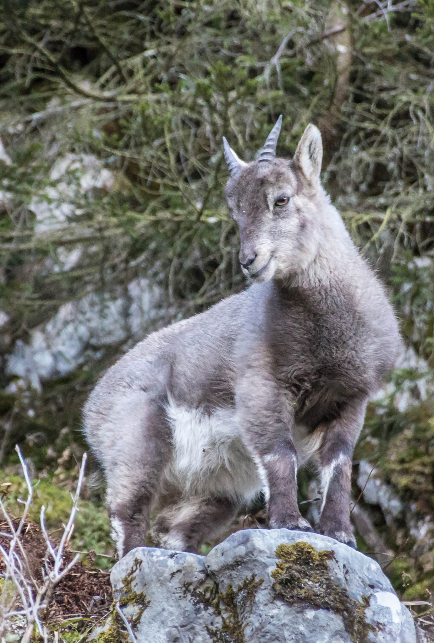 Canon EOS 7D Mark II + Sigma 18-250mm F3.5-6.3 DC OS HSM sample photo. Posing ibex photography