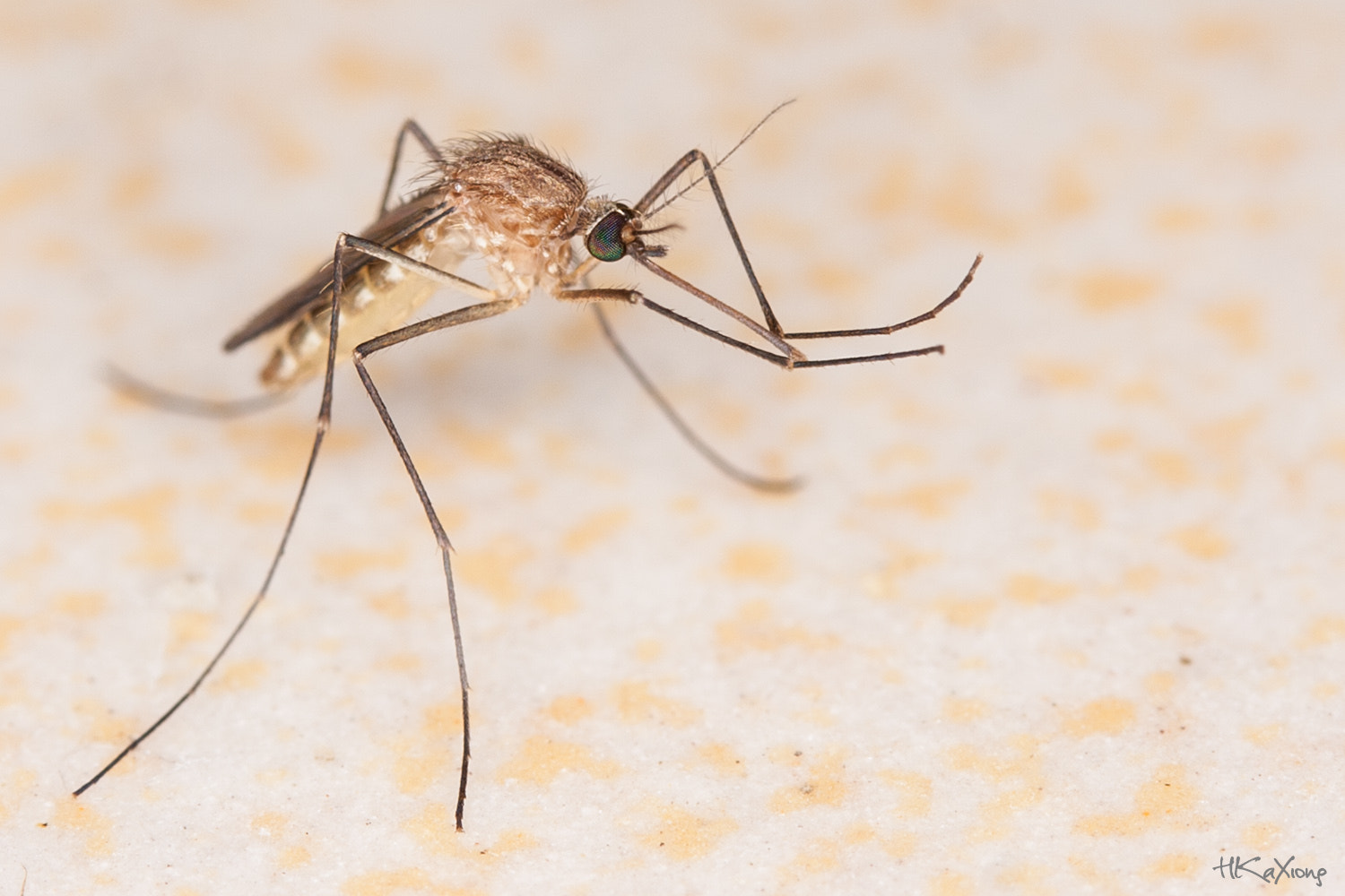 Canon EF-S 60mm F2.8 Macro USM sample photo. Mosquito 3 photography