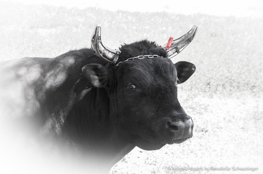Pentax K-3 sample photo. The bull photography