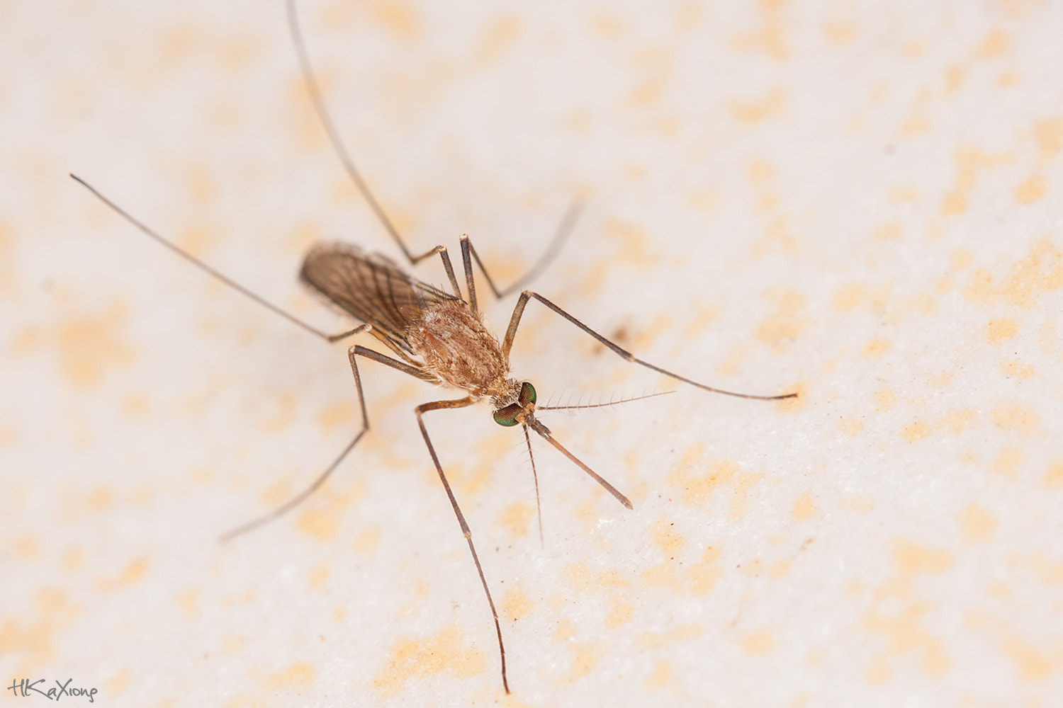 Canon EF-S 60mm F2.8 Macro USM sample photo. Mosquito 4 photography