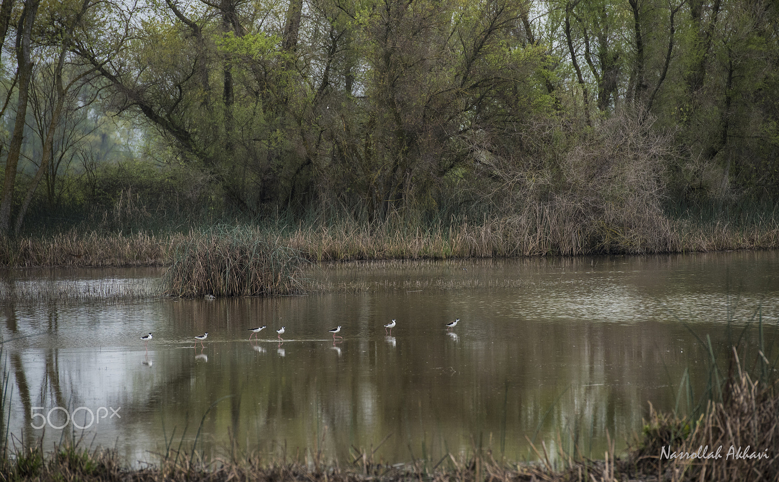 Nikon D5 sample photo. Black necked stilt photography