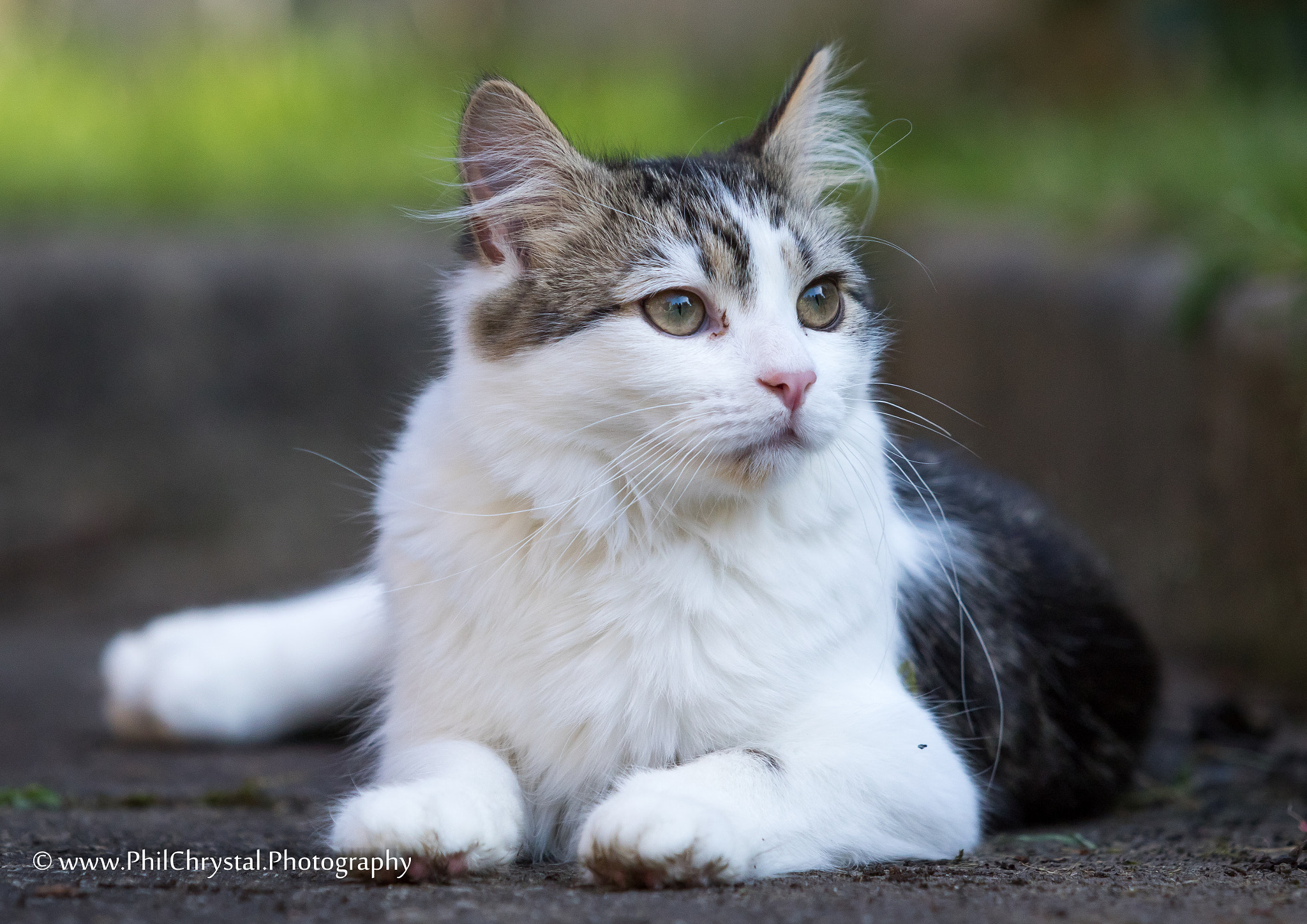 Canon EF 70-200mm F2.8L USM sample photo. Kitten photography