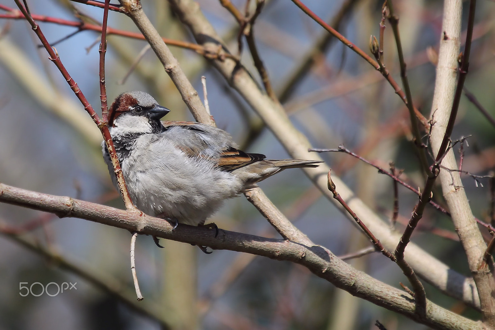Canon EOS 60D + Canon EF 100-400mm F4.5-5.6L IS USM sample photo. House sparrow photography