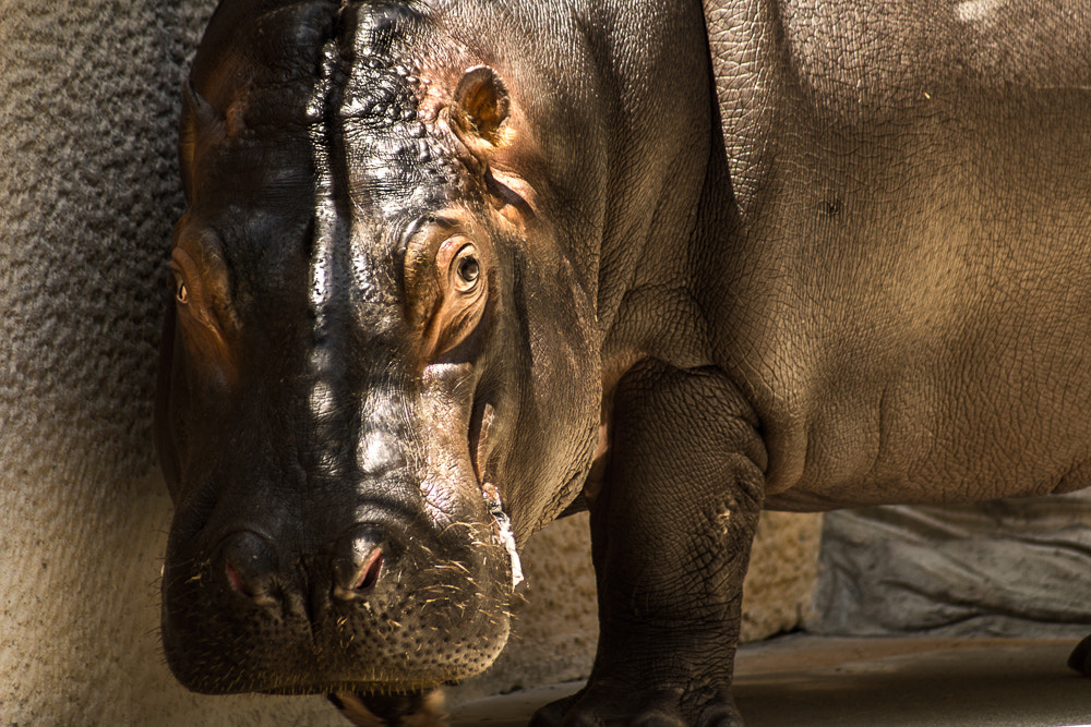 Sony Alpha NEX-7 + Sony 75-300mm F4.5-5.6 sample photo. Hippopotamus in tokyo photography