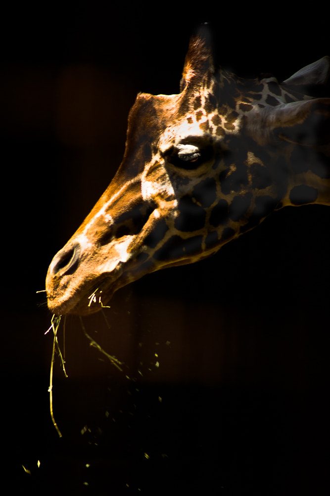 Sony Alpha NEX-7 + Sony 75-300mm F4.5-5.6 sample photo. Giraffe in tokyo photography