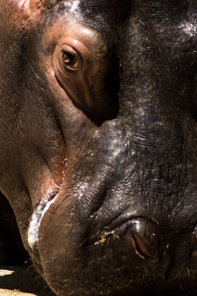 Sony Alpha NEX-7 sample photo. Hippopotamus in tokyo photography