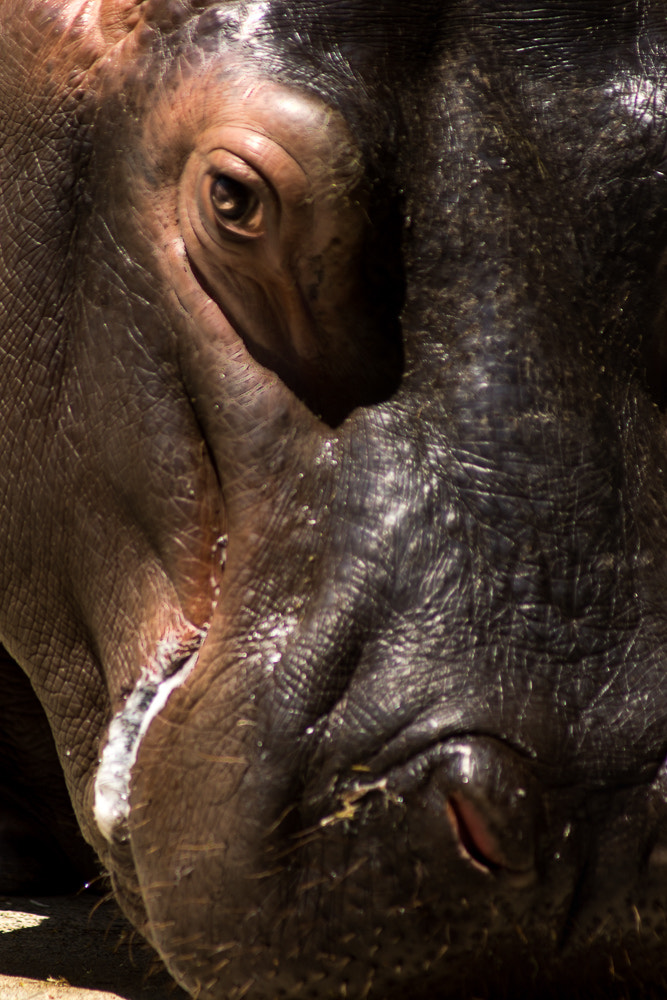 Sony Alpha NEX-7 + Sony 75-300mm F4.5-5.6 sample photo. Hippopotamus in tokyo photography