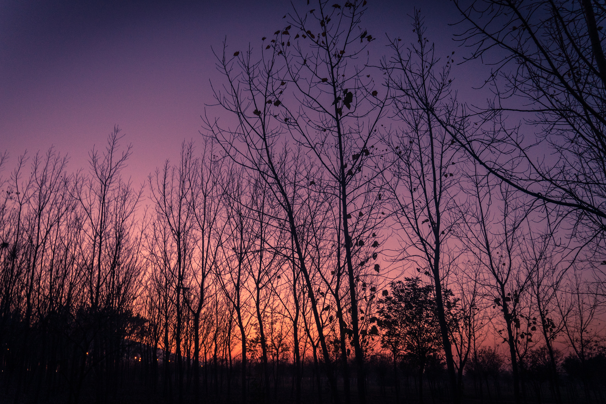 Samsung NX mini sample photo. Trees photography
