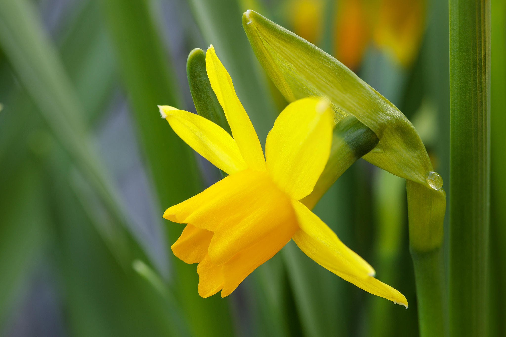 Canon EF 100mm F2.8L Macro IS USM sample photo. Expecting easter photography