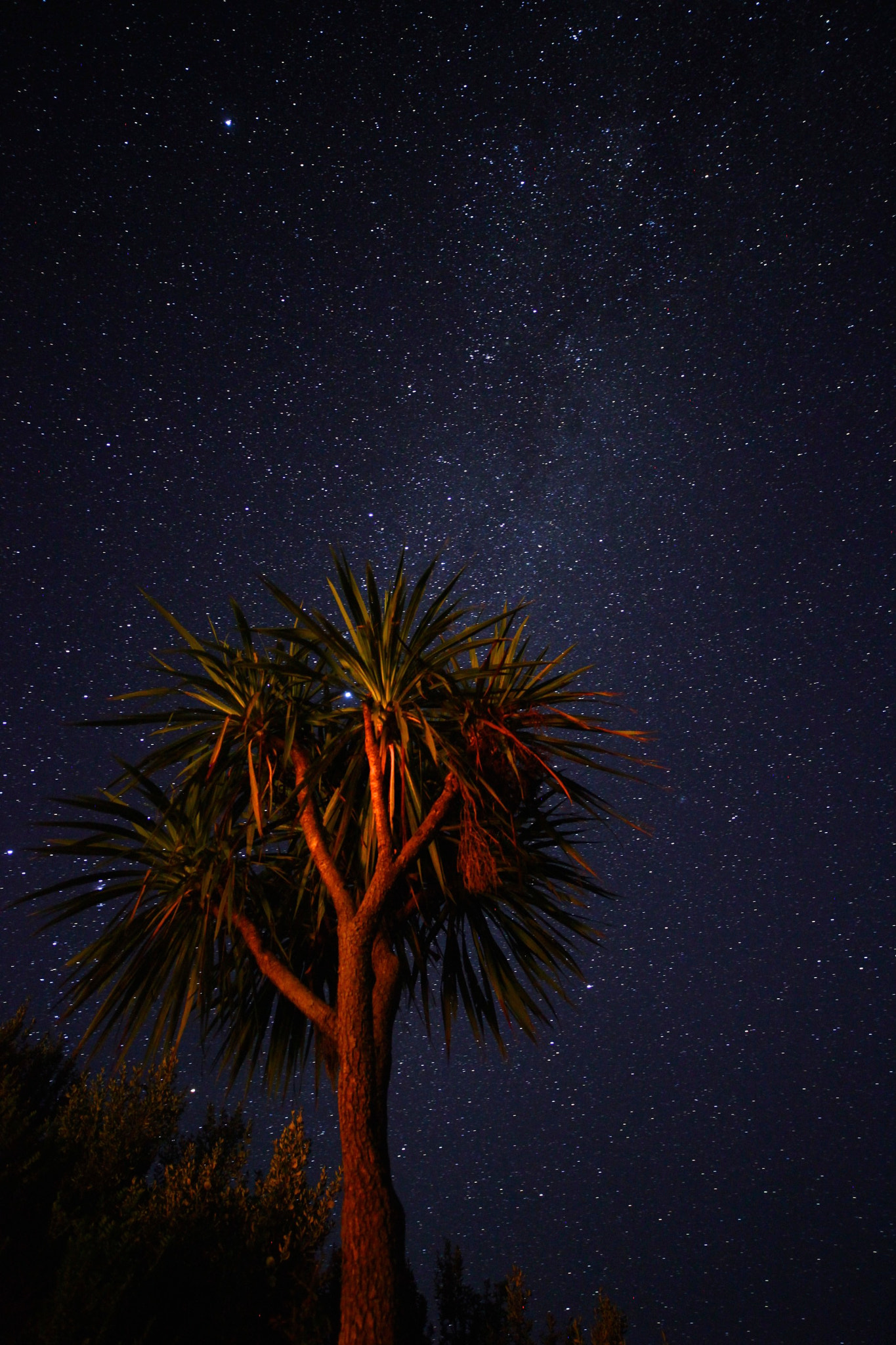 Canon EOS 5D Mark II sample photo. Cabbage tree by night photography