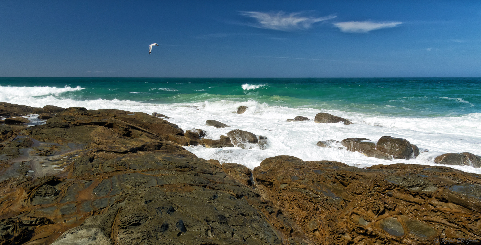 Pentax K-3 II + Sigma 17-50mm F2.8 EX DC HSM sample photo. The lone seagull photography