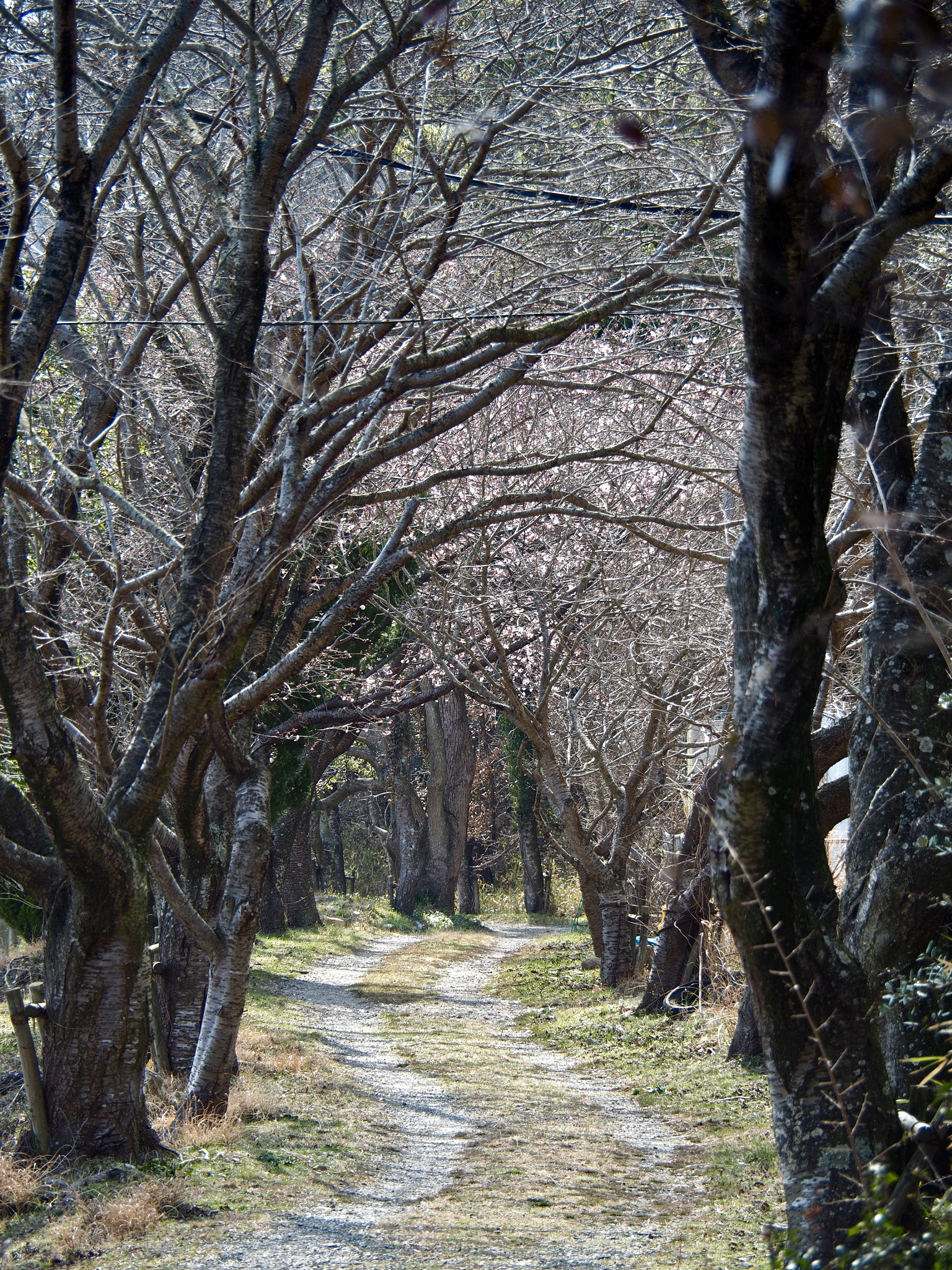 Olympus OM-D E-M5 II sample photo. Early season photography