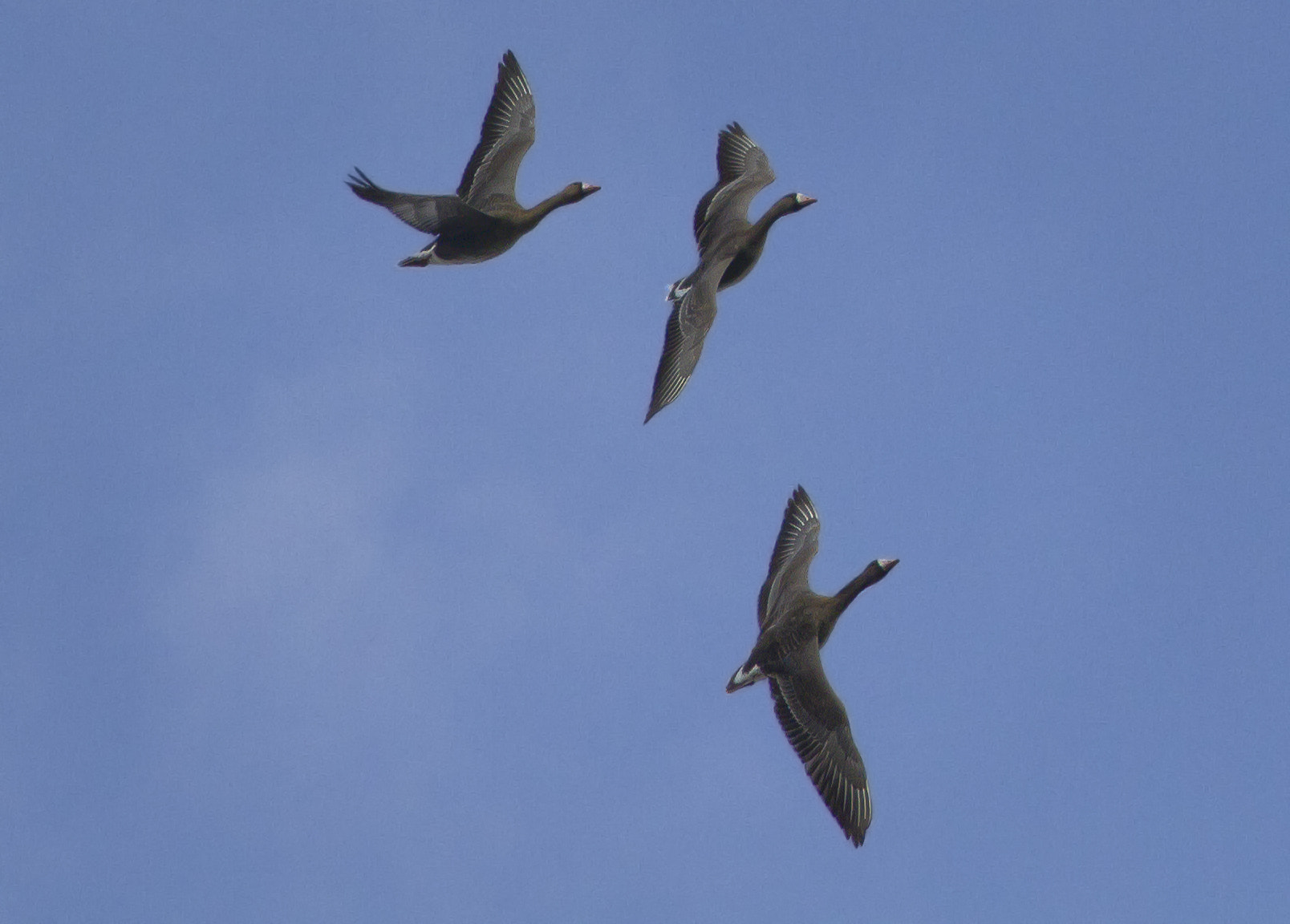 Canon EOS 7D + Canon EF 70-200mm F4L USM sample photo. Greater white-fronted goose photography