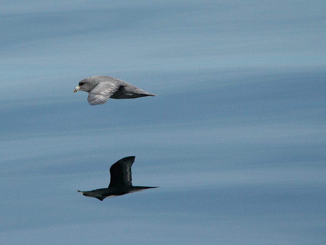 Nikon D70 + Nikon AF Nikkor 80-400mm F4.5-5.6D ED VR sample photo. Silent ocean and fulmar photography