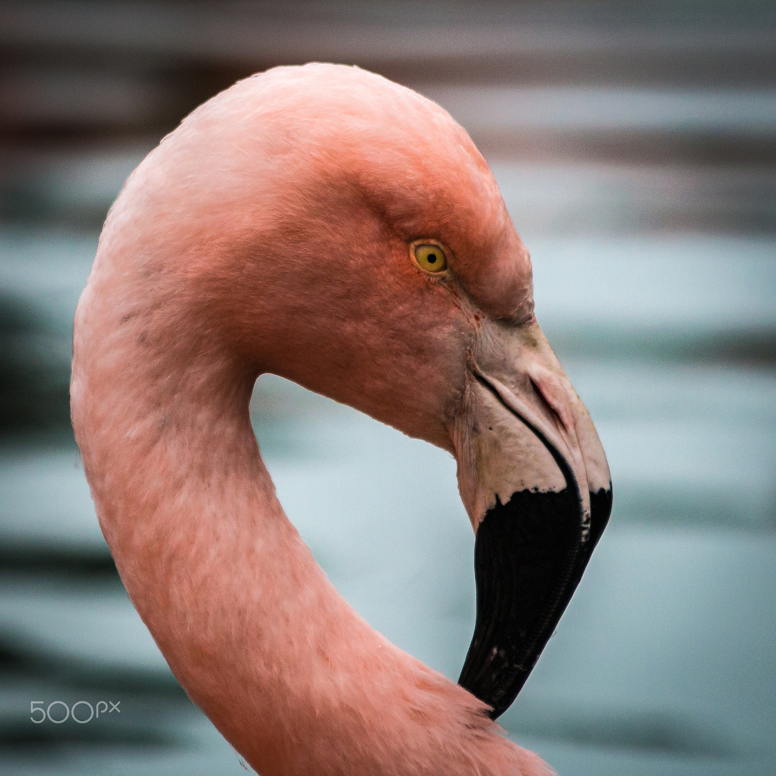 Canon EF 70-300mm F4-5.6 IS USM sample photo. Flamingo portrait photography