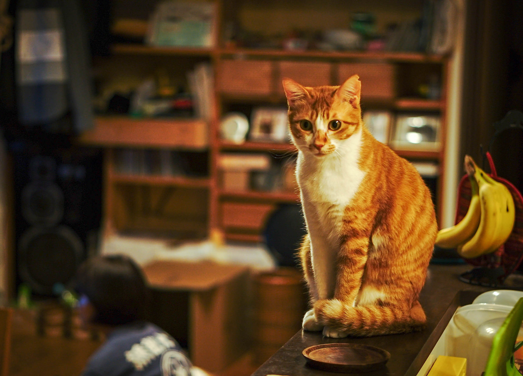 E 50mm F2 sample photo. Koperu photography