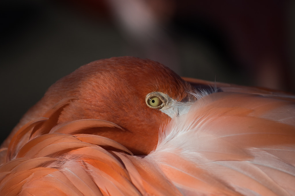 Nikon D500 sample photo. Flamingo photography