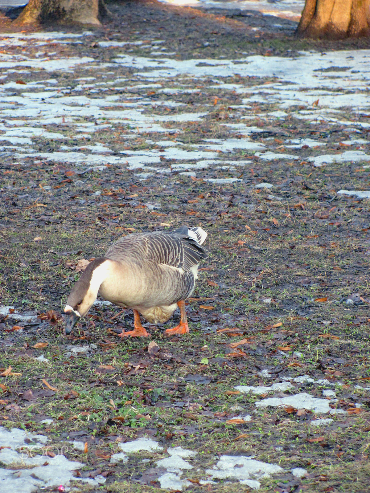 Canon PowerShot SX120 IS sample photo. Goose photography