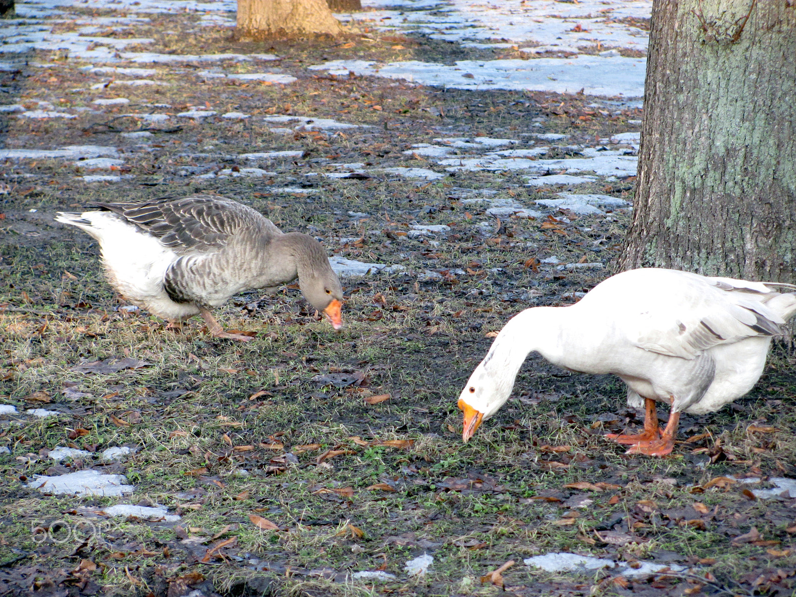 Canon PowerShot SX120 IS sample photo. Geese photography