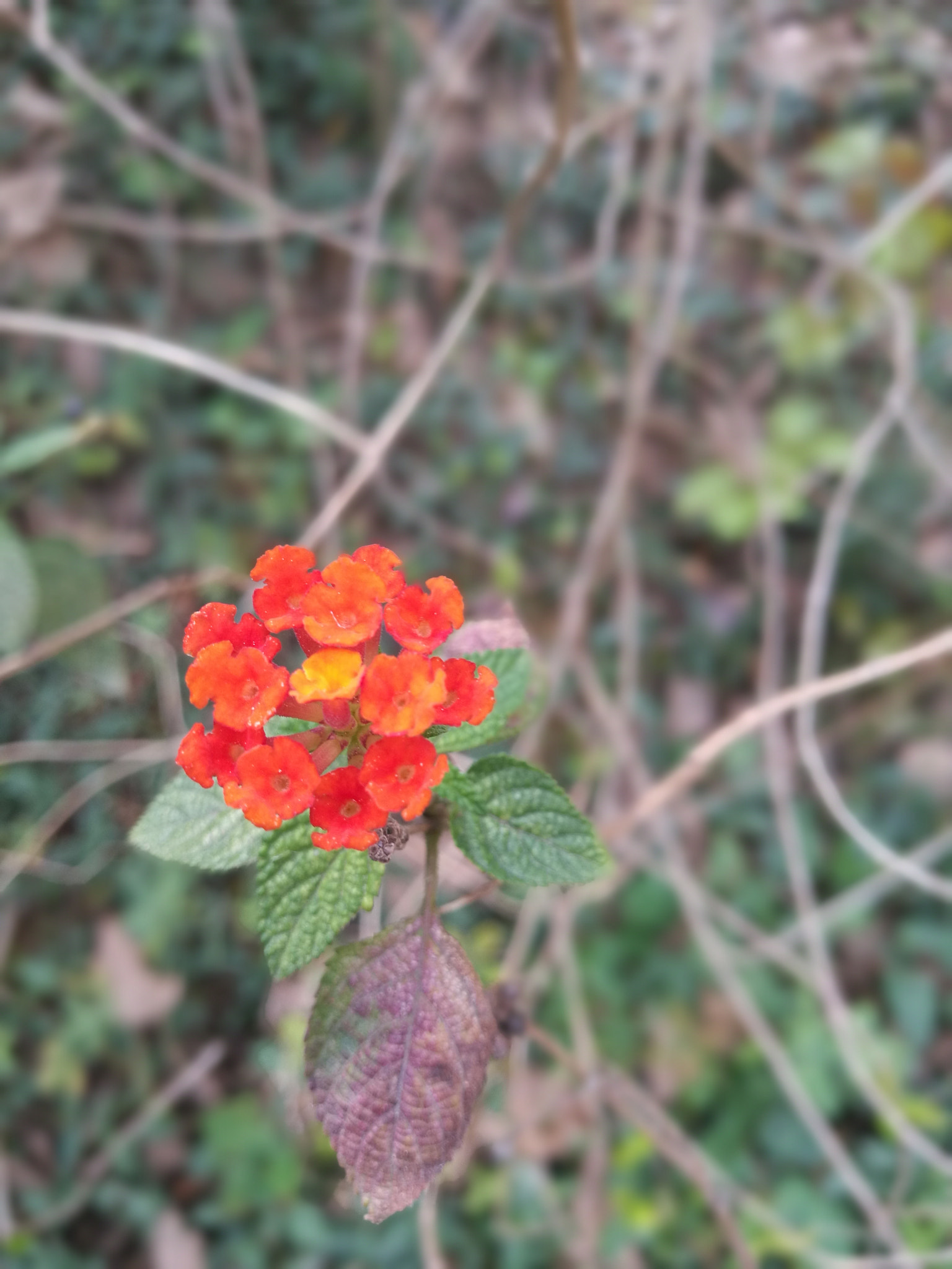 HUAWEI Honor V8 sample photo