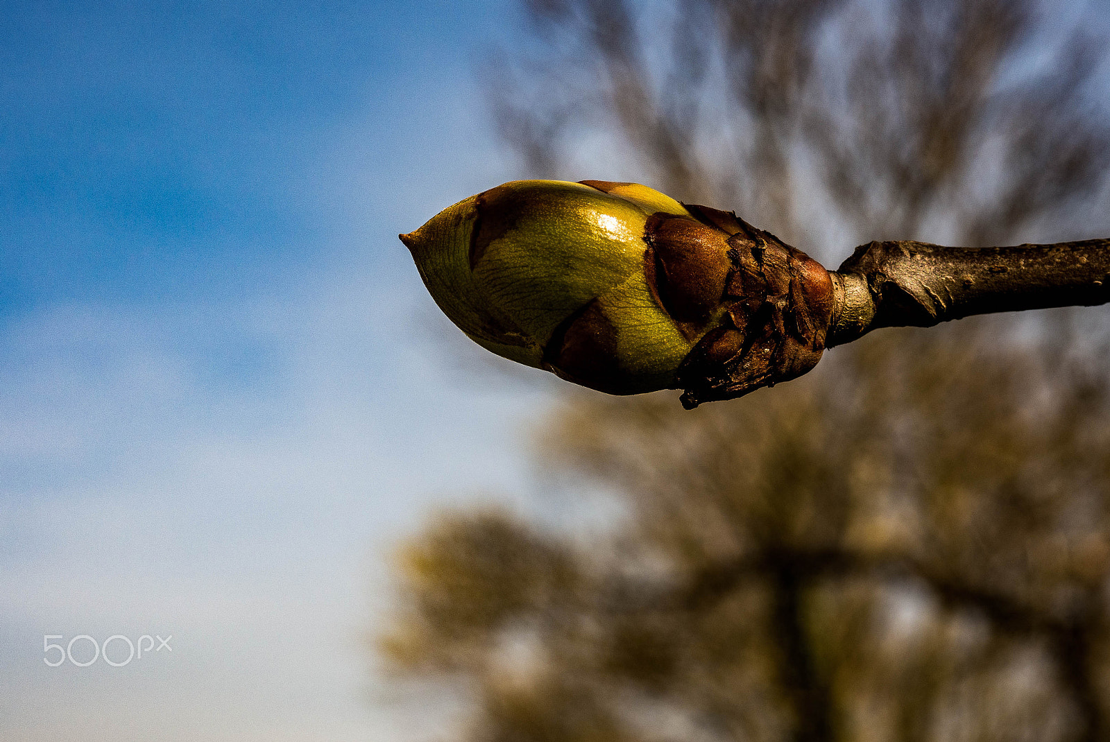 Olympus OM-D E-M5 sample photo. Spring..... photography