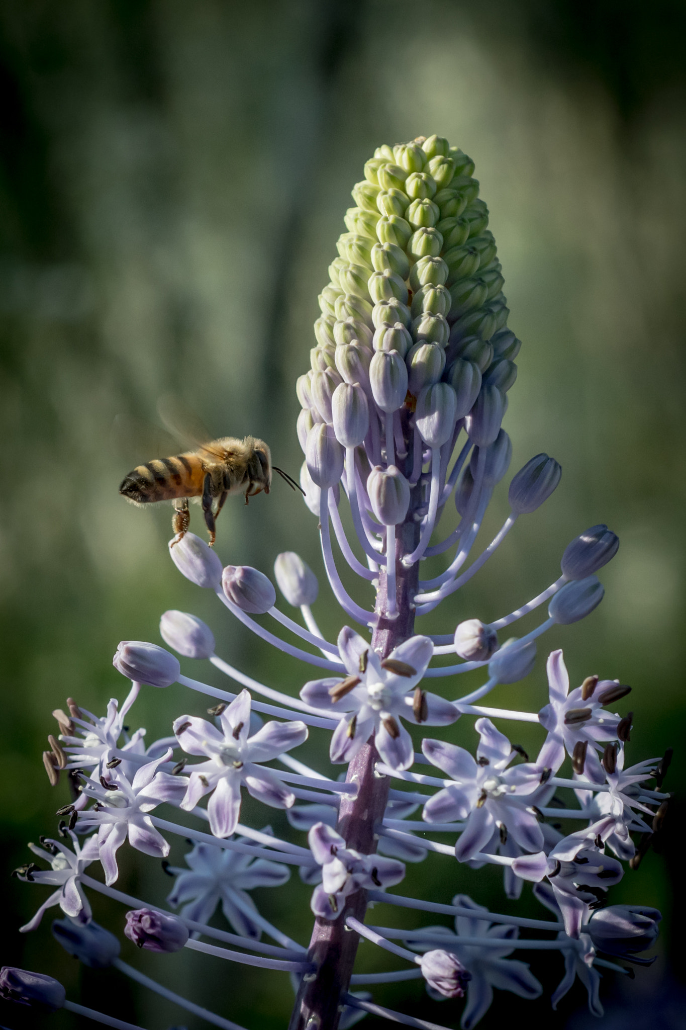 Nikon D500 + Nikon AF Micro-Nikkor 60mm F2.8D sample photo. Scilla hyacinthoides photography