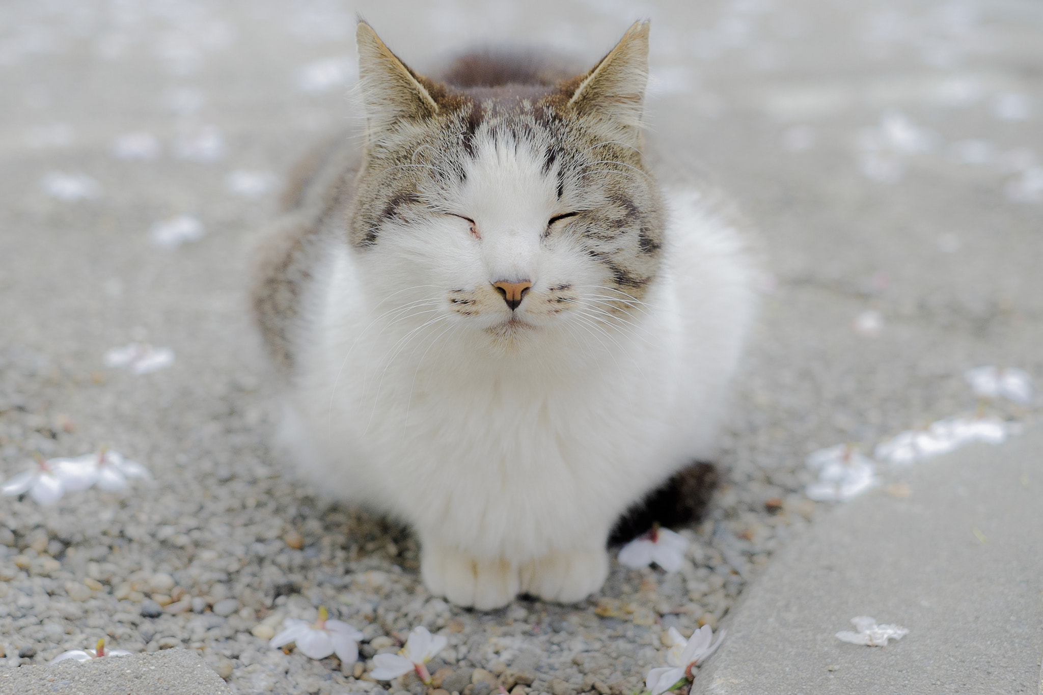 Fujifilm X-E2 + Fujifilm XF 35mm F1.4 R sample photo. Happy cat photography
