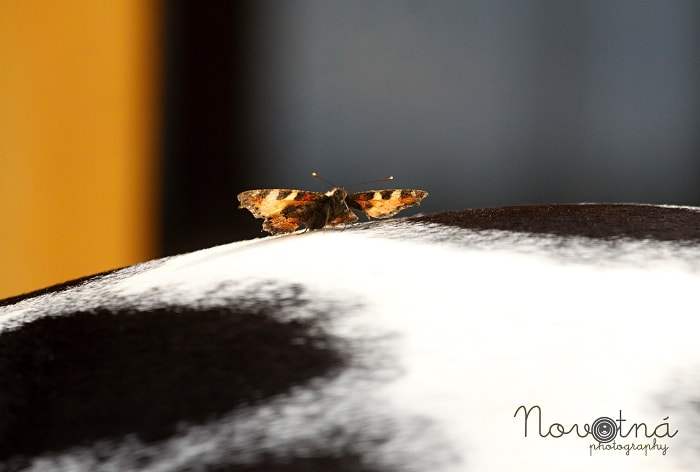 Canon EOS 50D + Canon EF 70-200mm F4L USM sample photo. Butterfly on appaloosa photography
