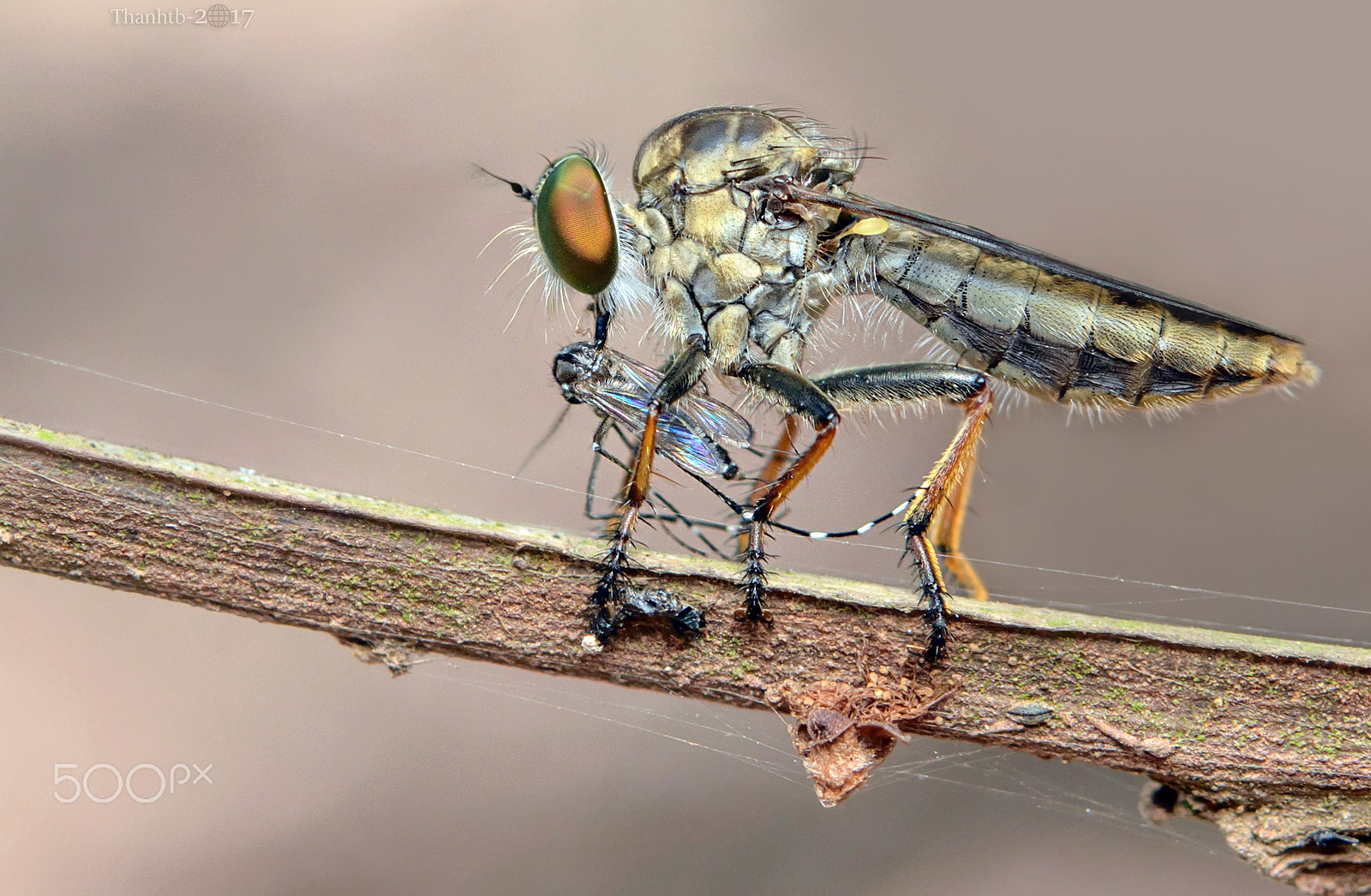 Nikon AF-S Micro-Nikkor 60mm F2.8G ED sample photo. Robbefly mini photography