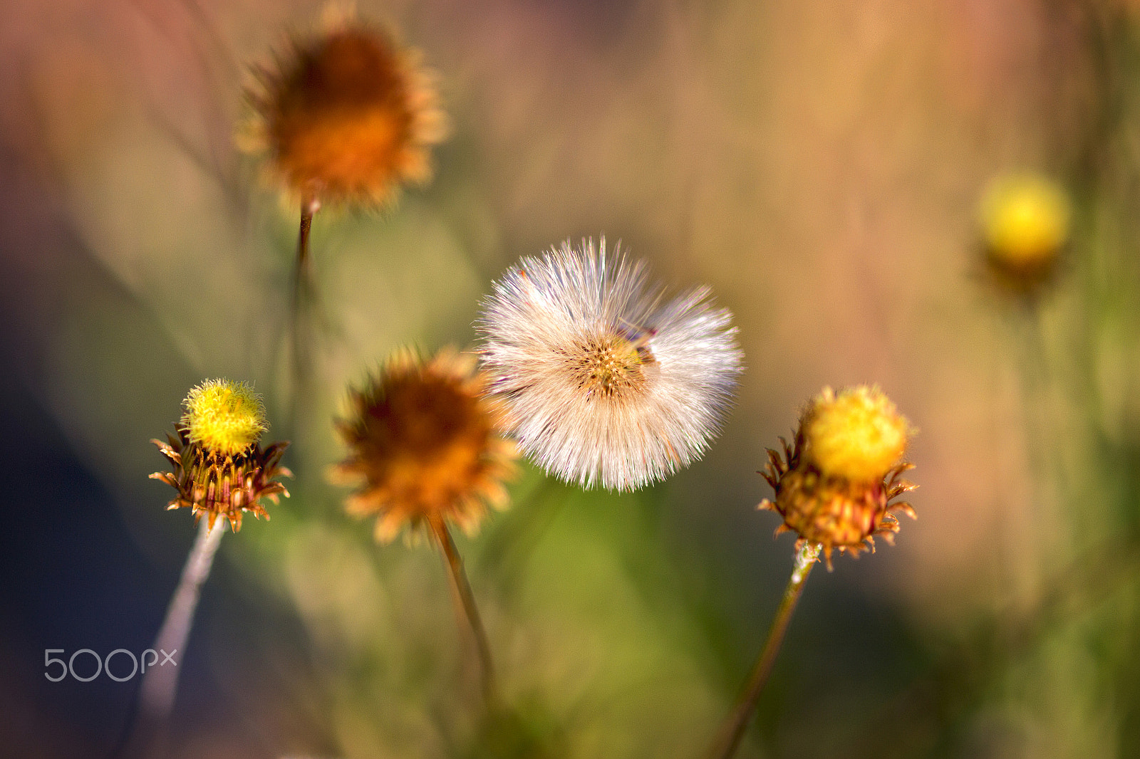 Canon EF 100-200mm f/4.5A sample photo. Sueño de primavera photography