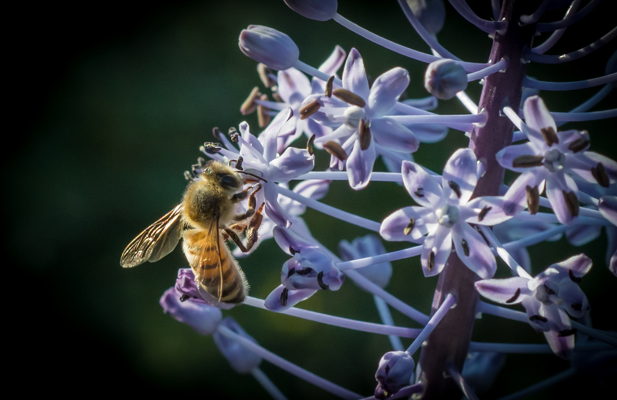 Nikon D500 sample photo. Purple sip photography