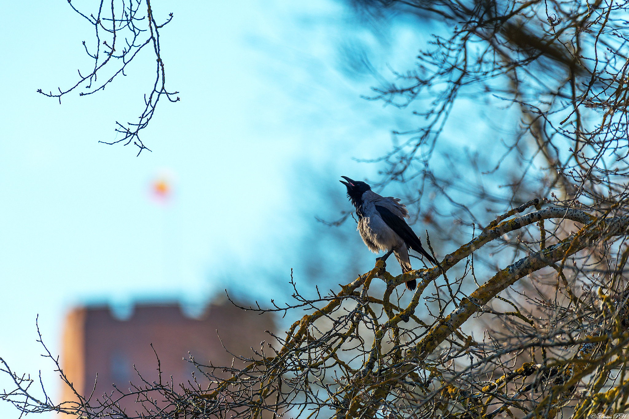 Nikon AF-S Nikkor 200-500mm F5.6E ED VR sample photo. Angry prophet photography