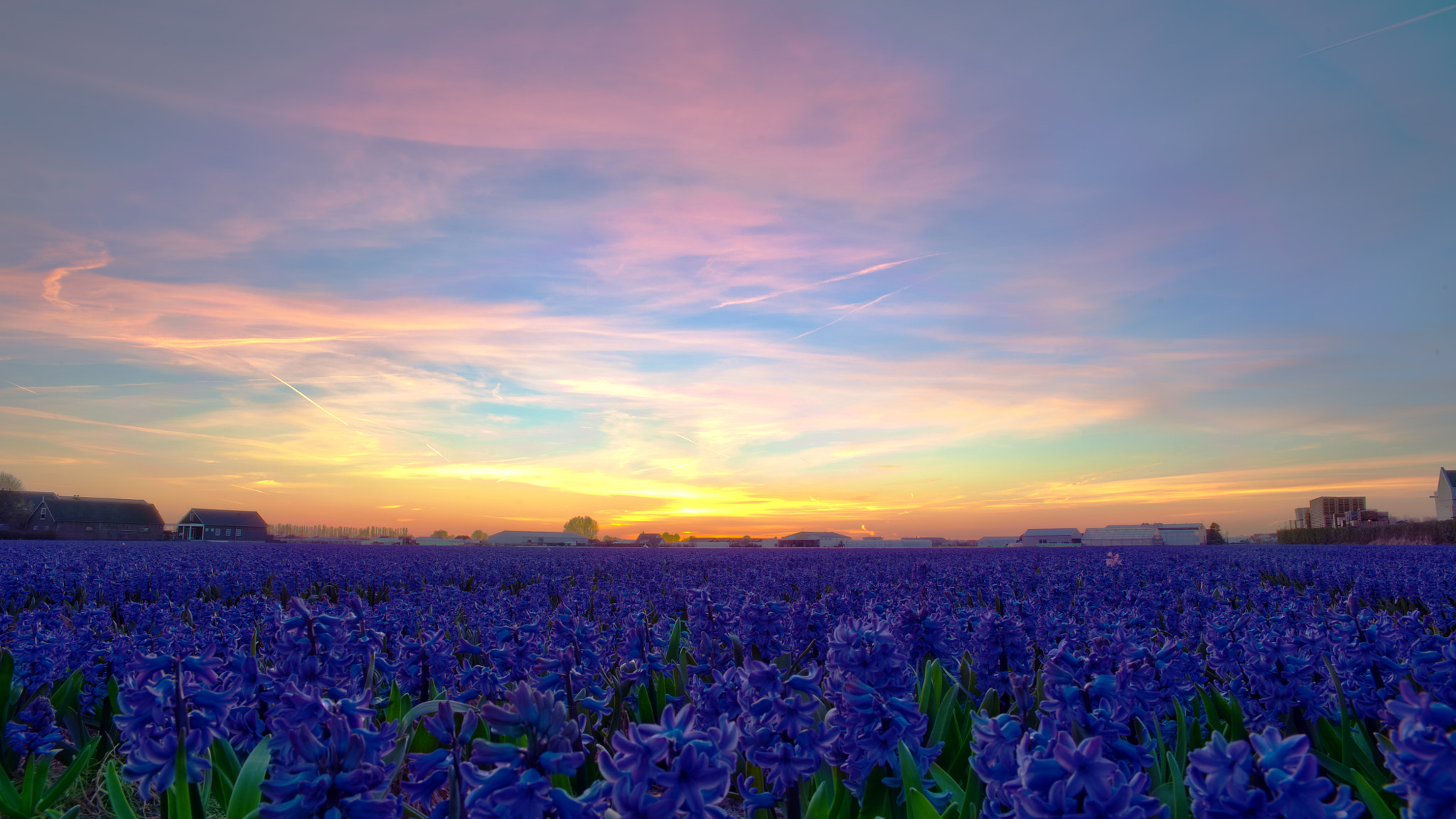 Nikon D700 sample photo. Hyacinth field photography