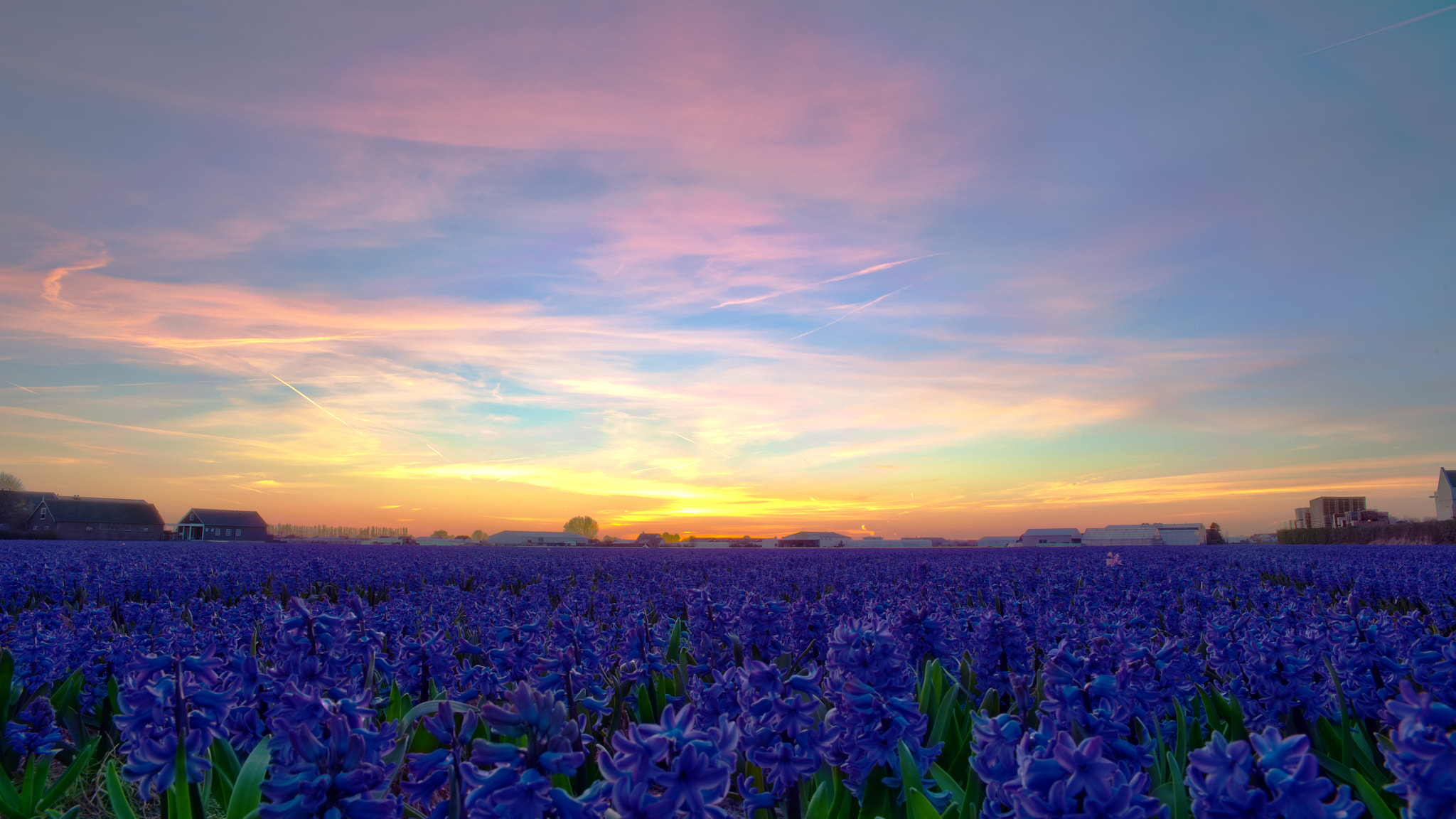 Nikon D700 + Sigma 24-70mm F2.8 EX DG HSM sample photo. Hyacinth field photography