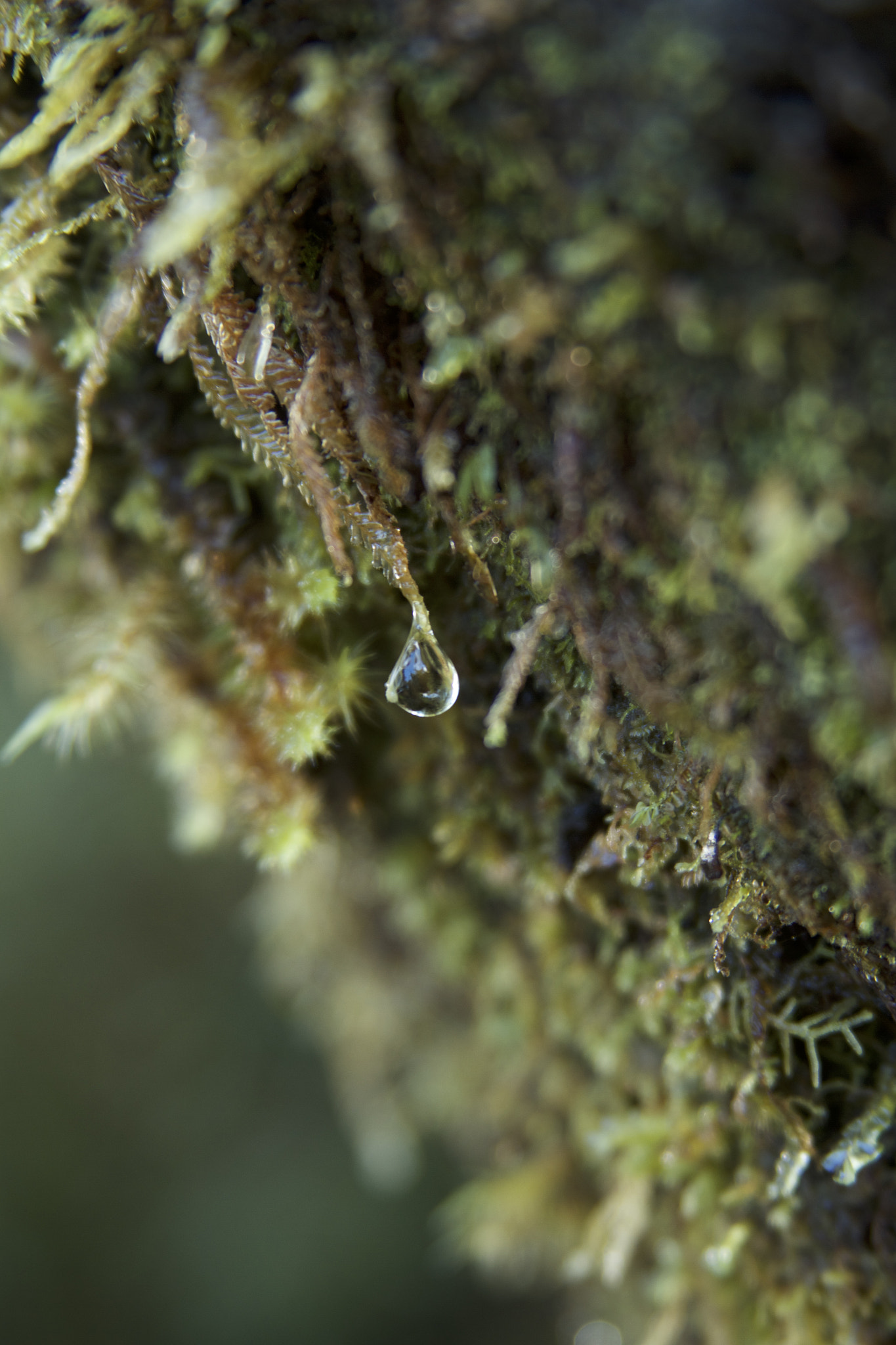 Canon EF 28-135mm F3.5-5.6 IS USM sample photo. Drop of life photography