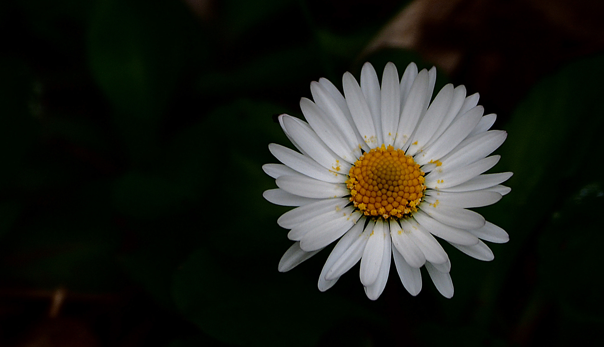 Olympus Zuiko Digital ED 70-300mm F4.0-5.6 sample photo. Daisy photography