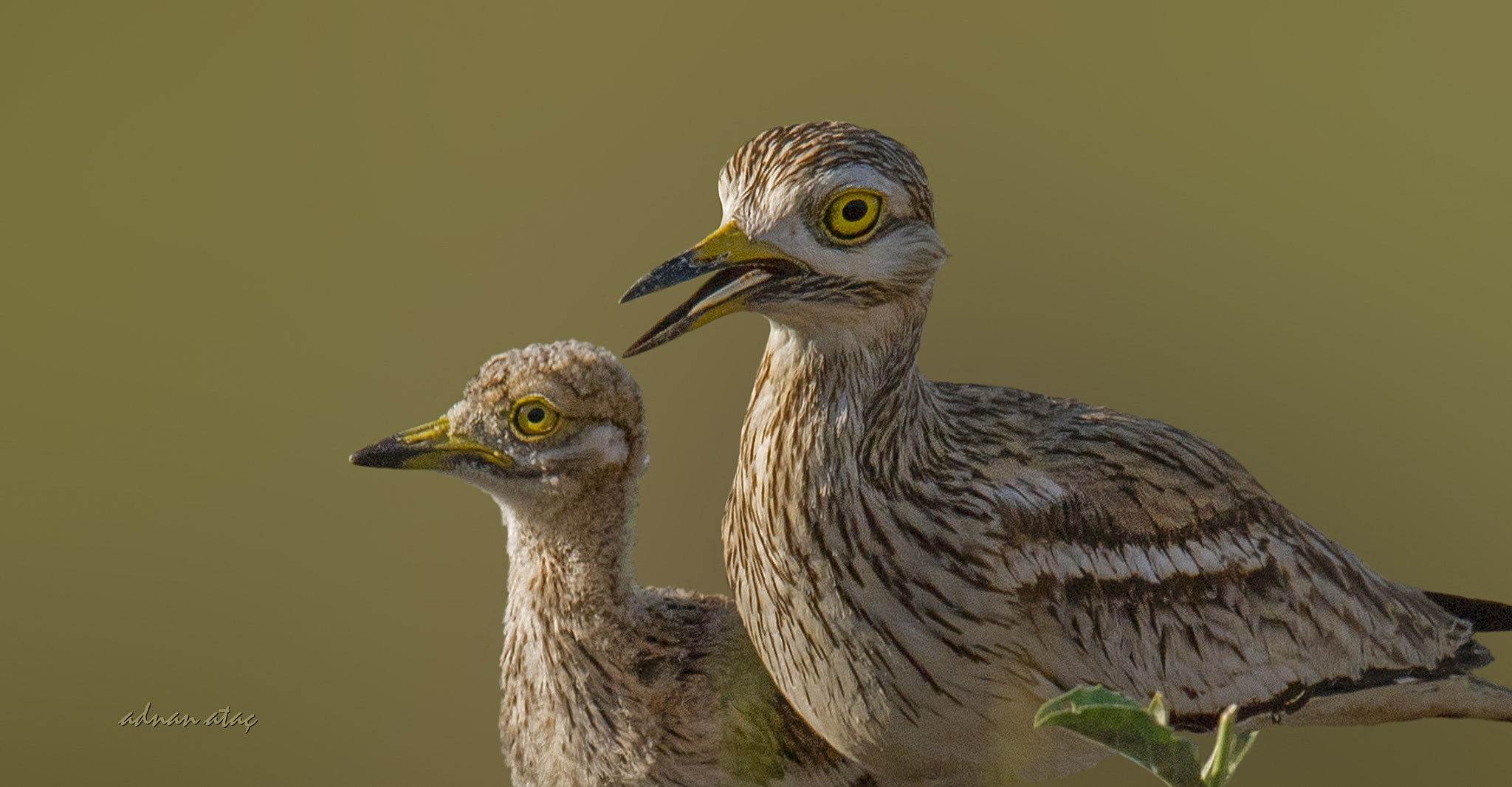 Sigma 150-600mm F5-6.3 DG OS HSM | S sample photo. Kocagöz - burhinus oedicnemus - eurasian stone curlew photography