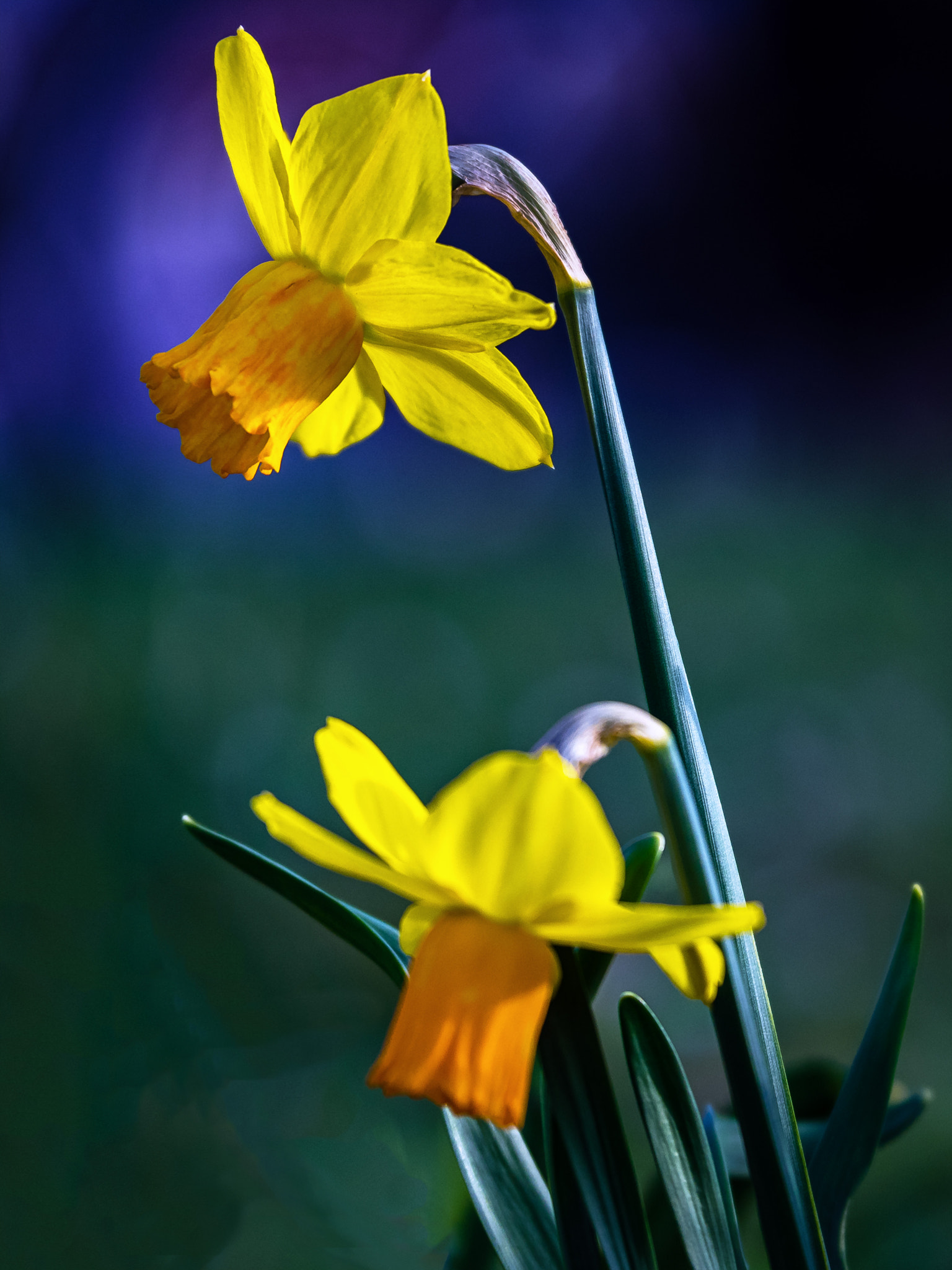 Olympus OM-D E-M1 + Panasonic Lumix G X Vario 35-100mm F2.8 OIS sample photo. Narcissus. osterglocke. photography