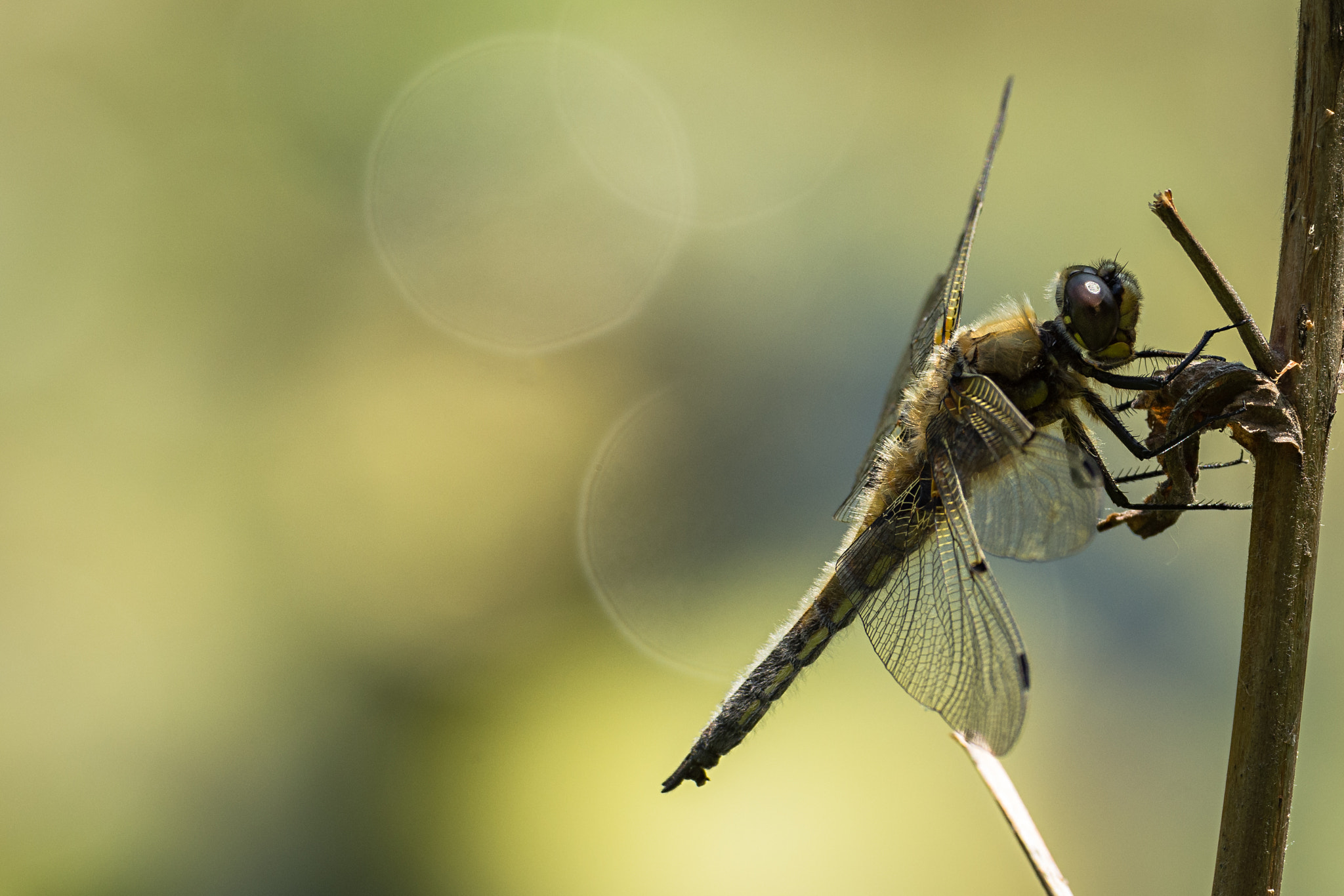 Nikon D7200 sample photo. Four-spotted chaser photography